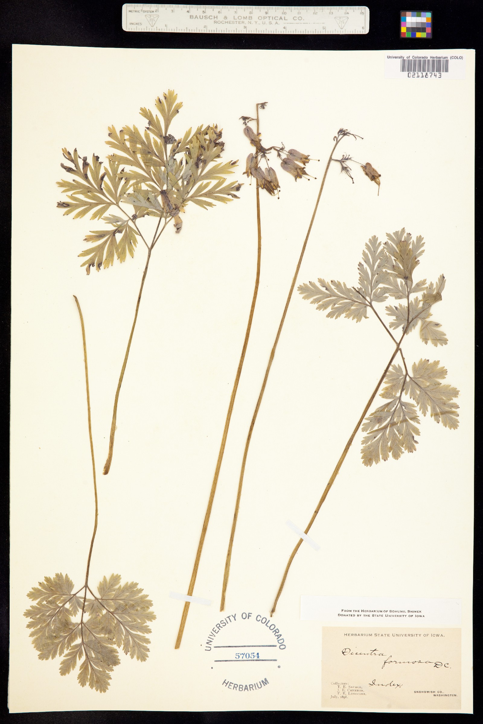 Dicentra formosa image