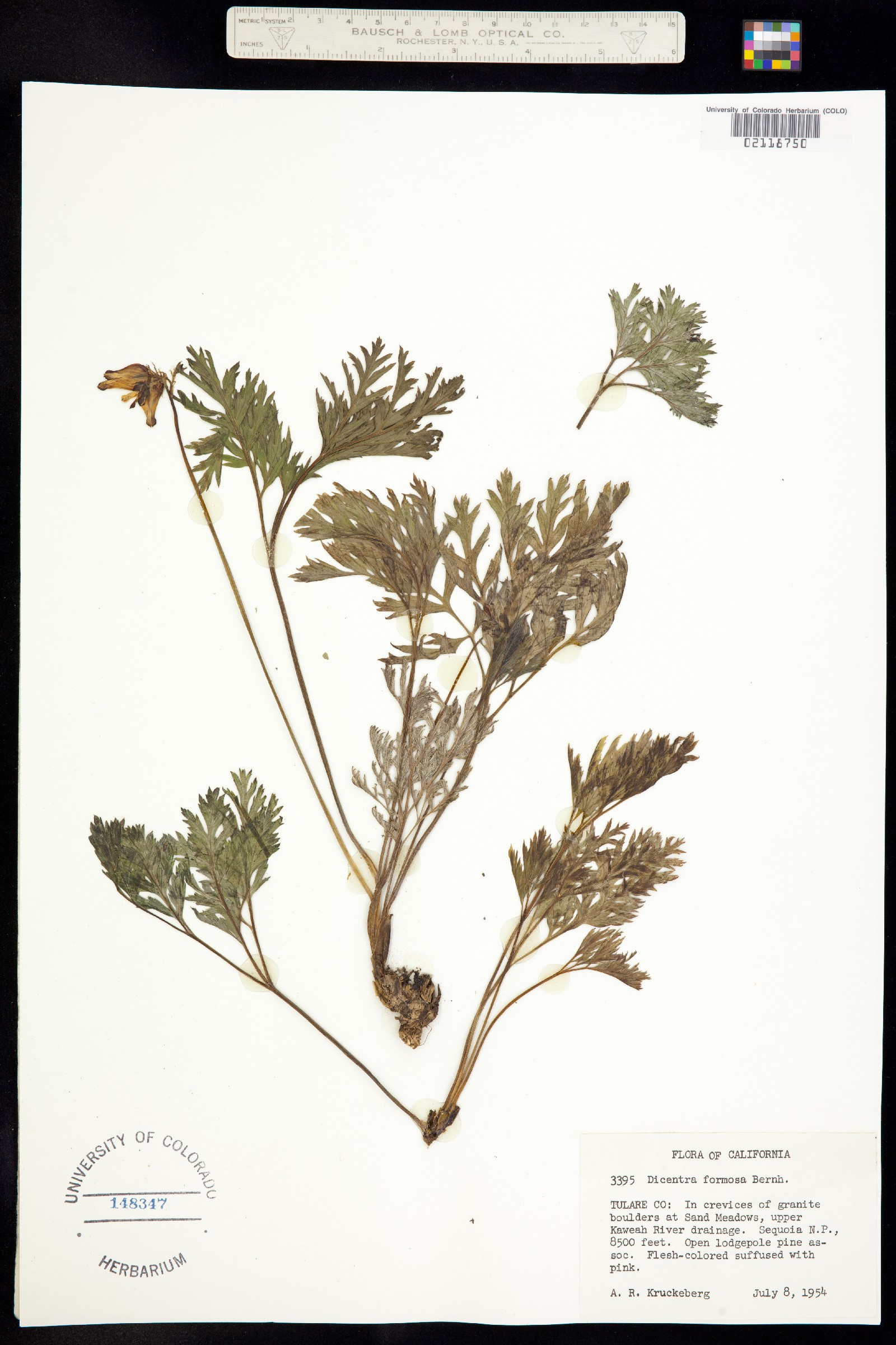 Dicentra formosa image
