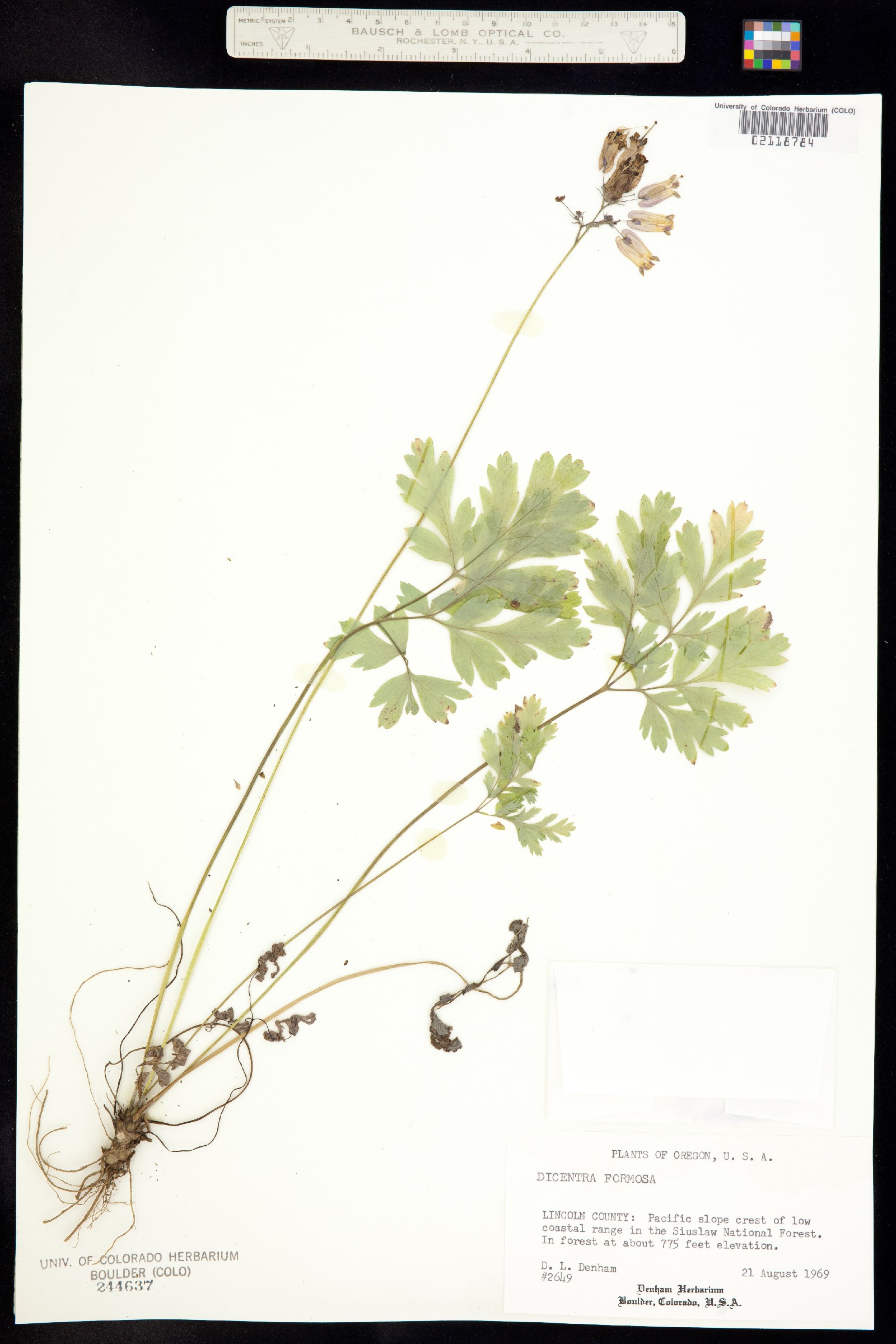 Dicentra image