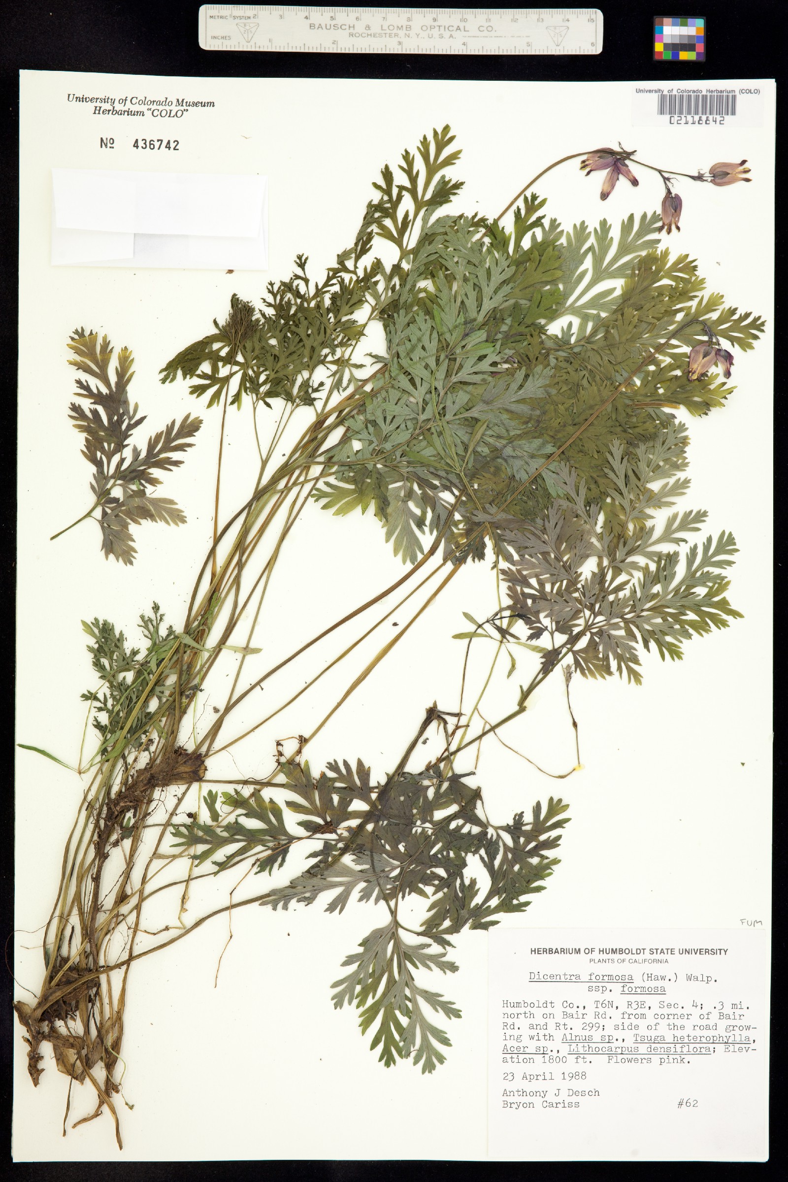 Dicentra image