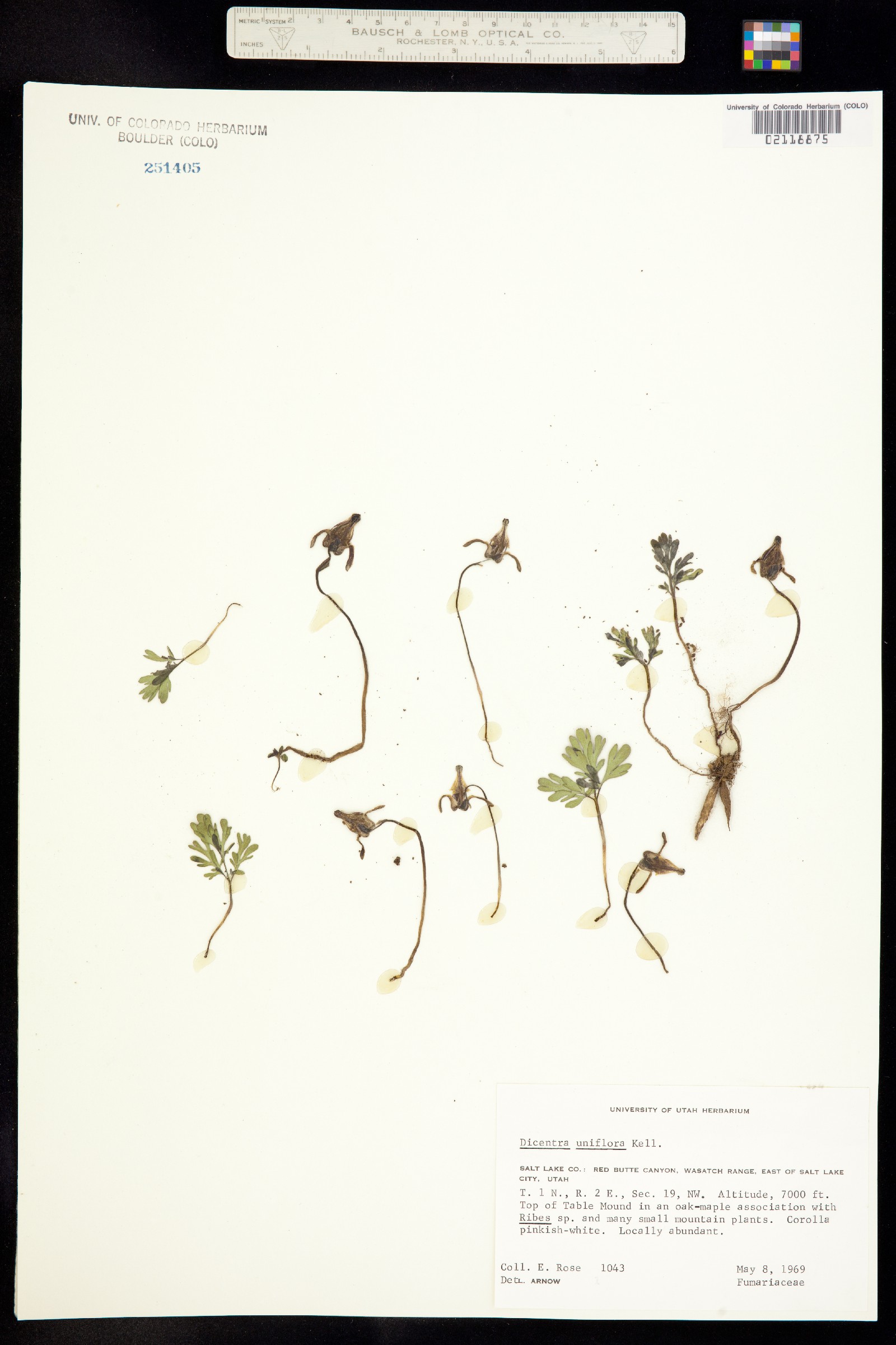 Dicentra uniflora image