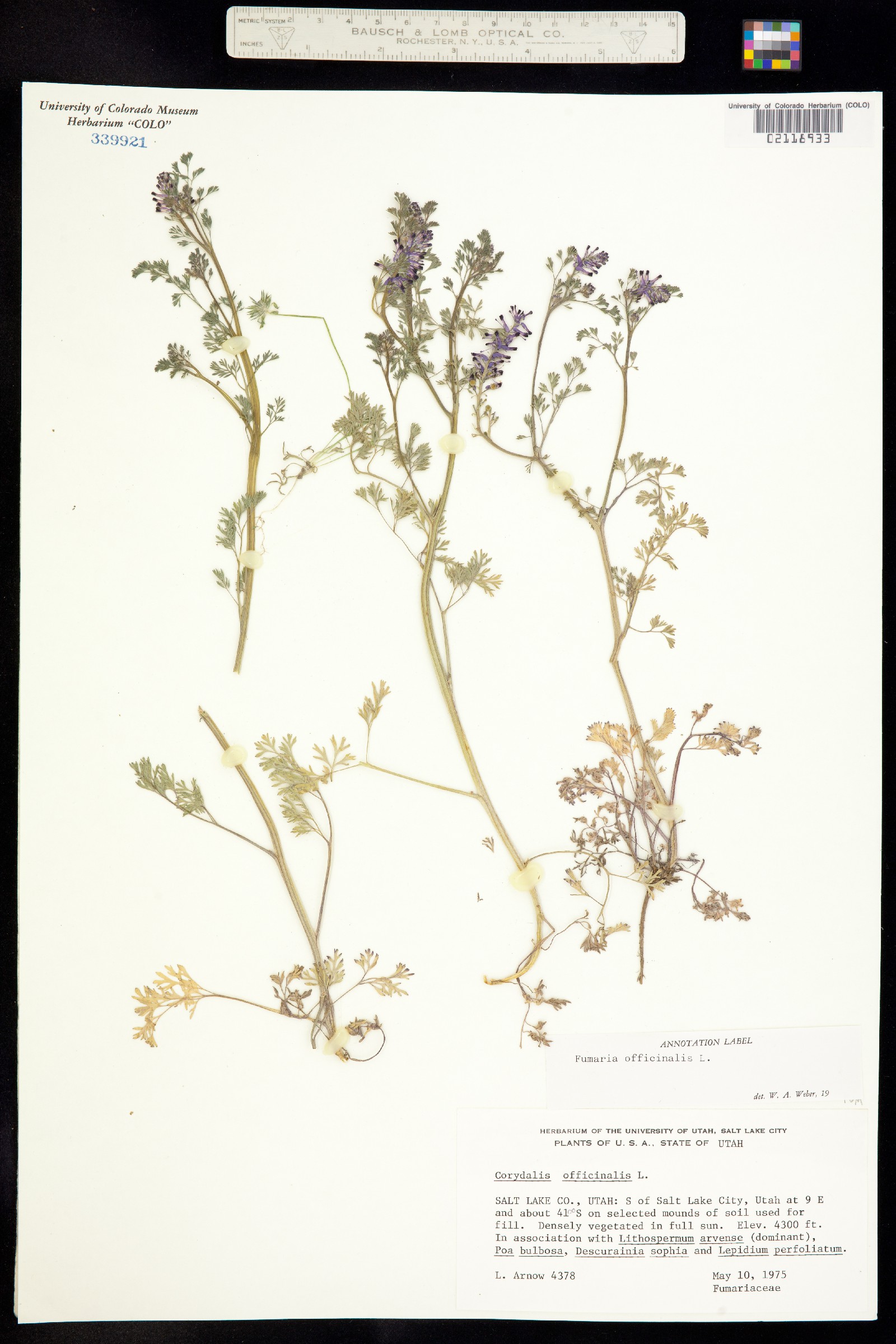 Fumaria officinalis image