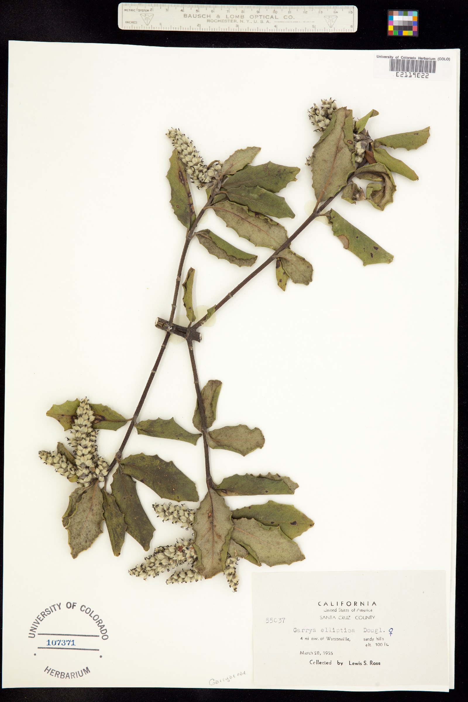 Garrya elliptica image