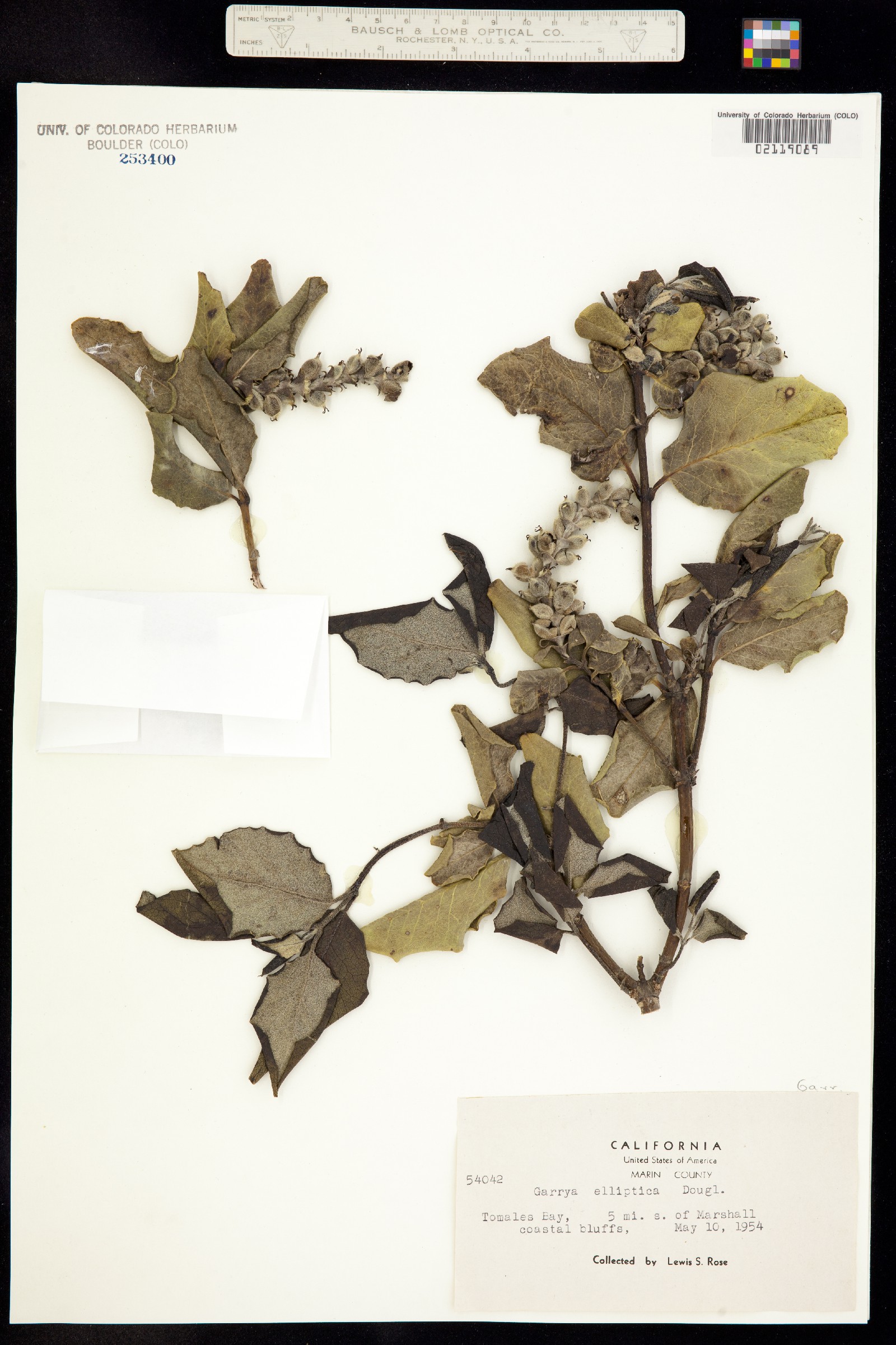 Garrya elliptica image