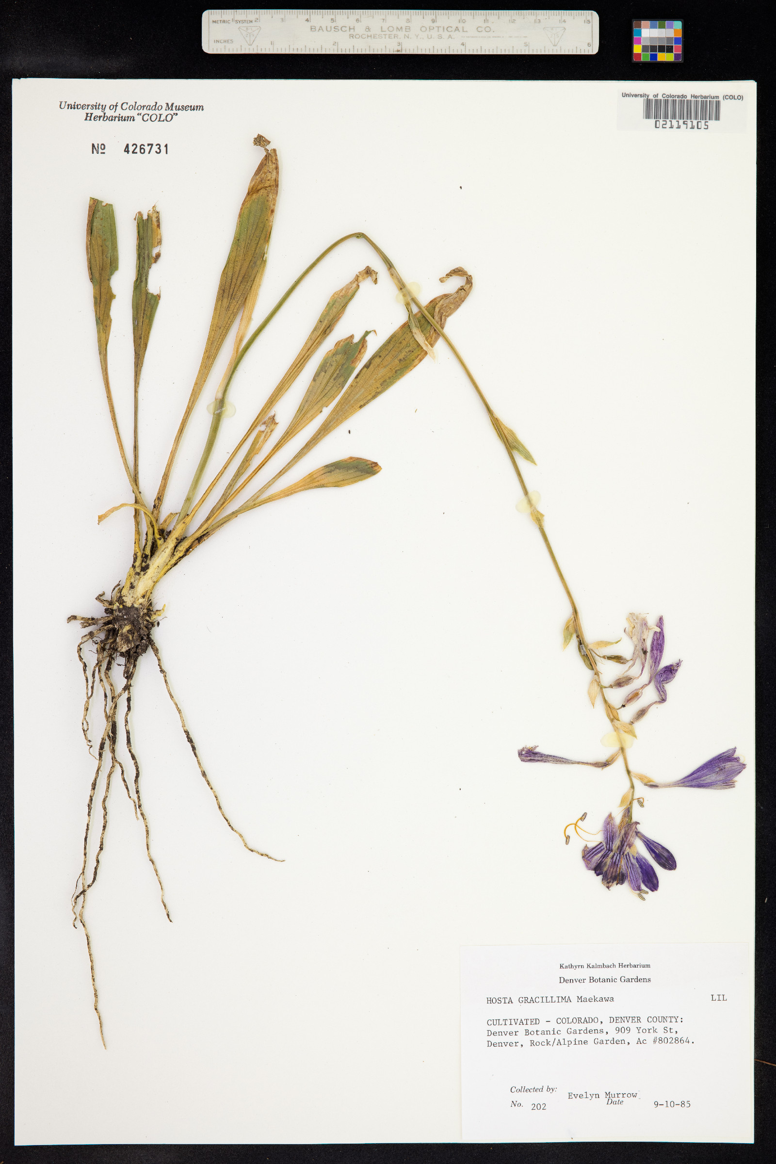 Hosta gracillima image