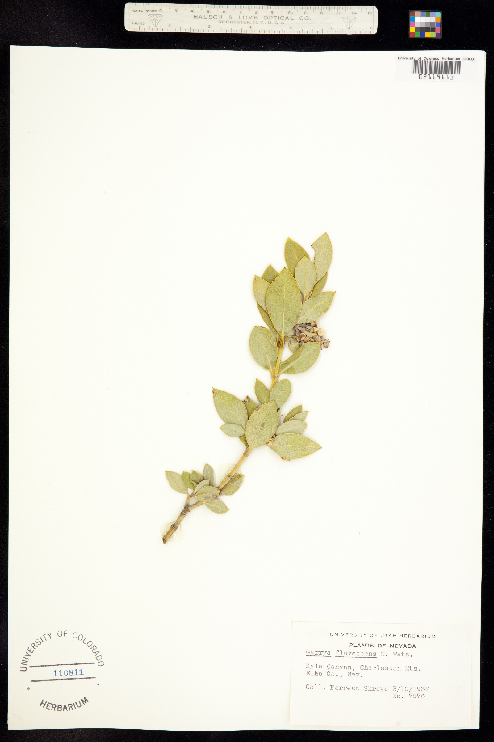 Garrya flavescens image