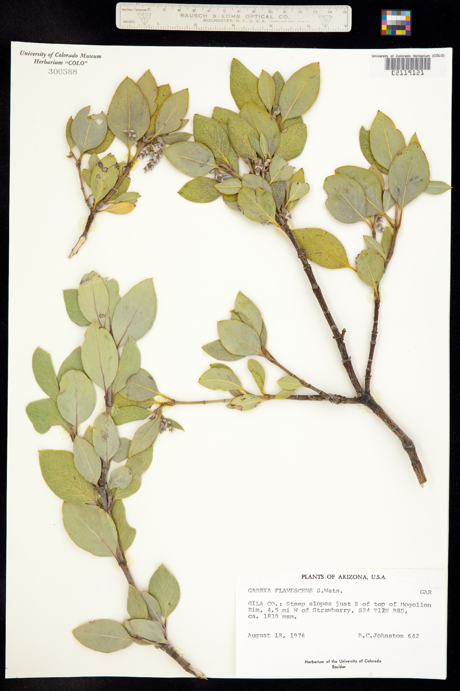 Garrya flavescens image