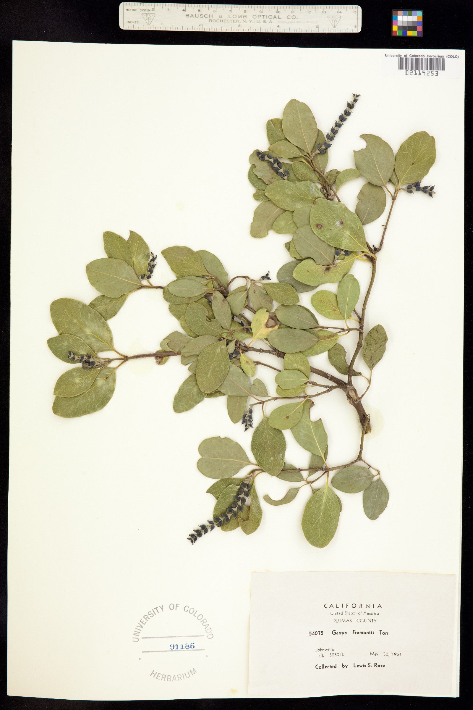 Garrya image