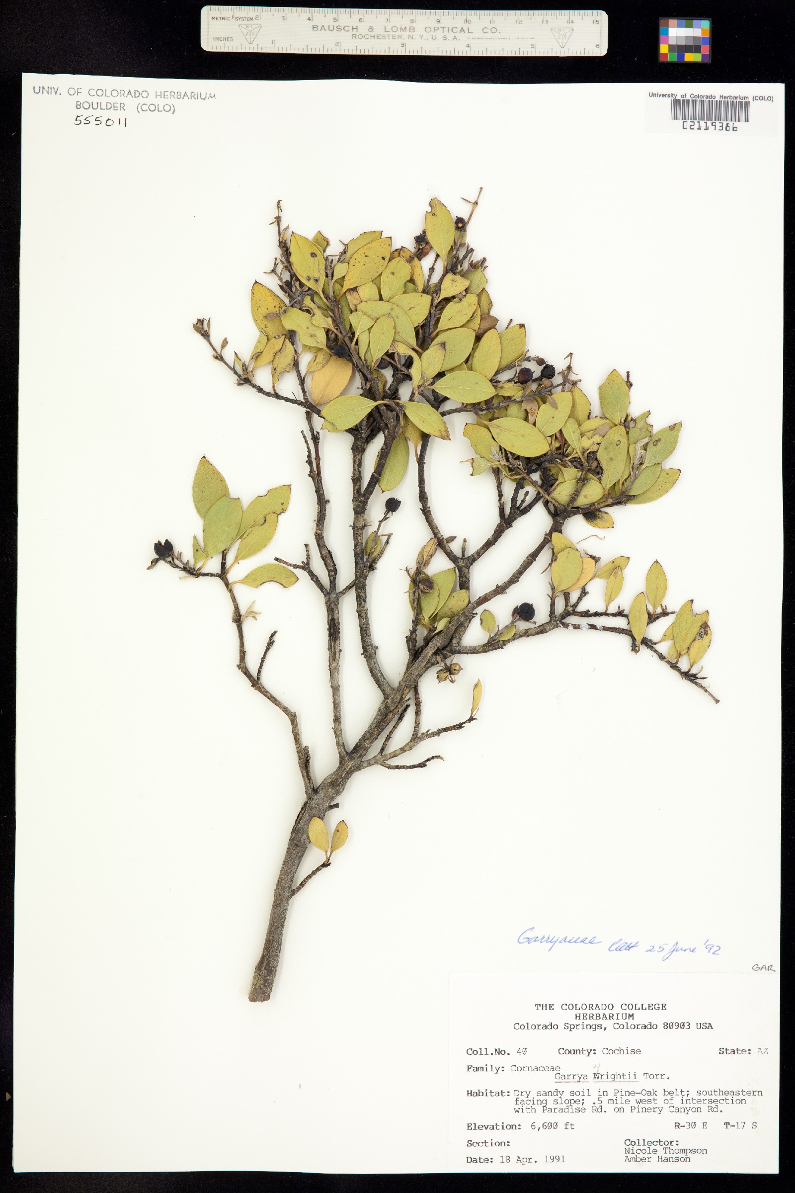Garryaceae image