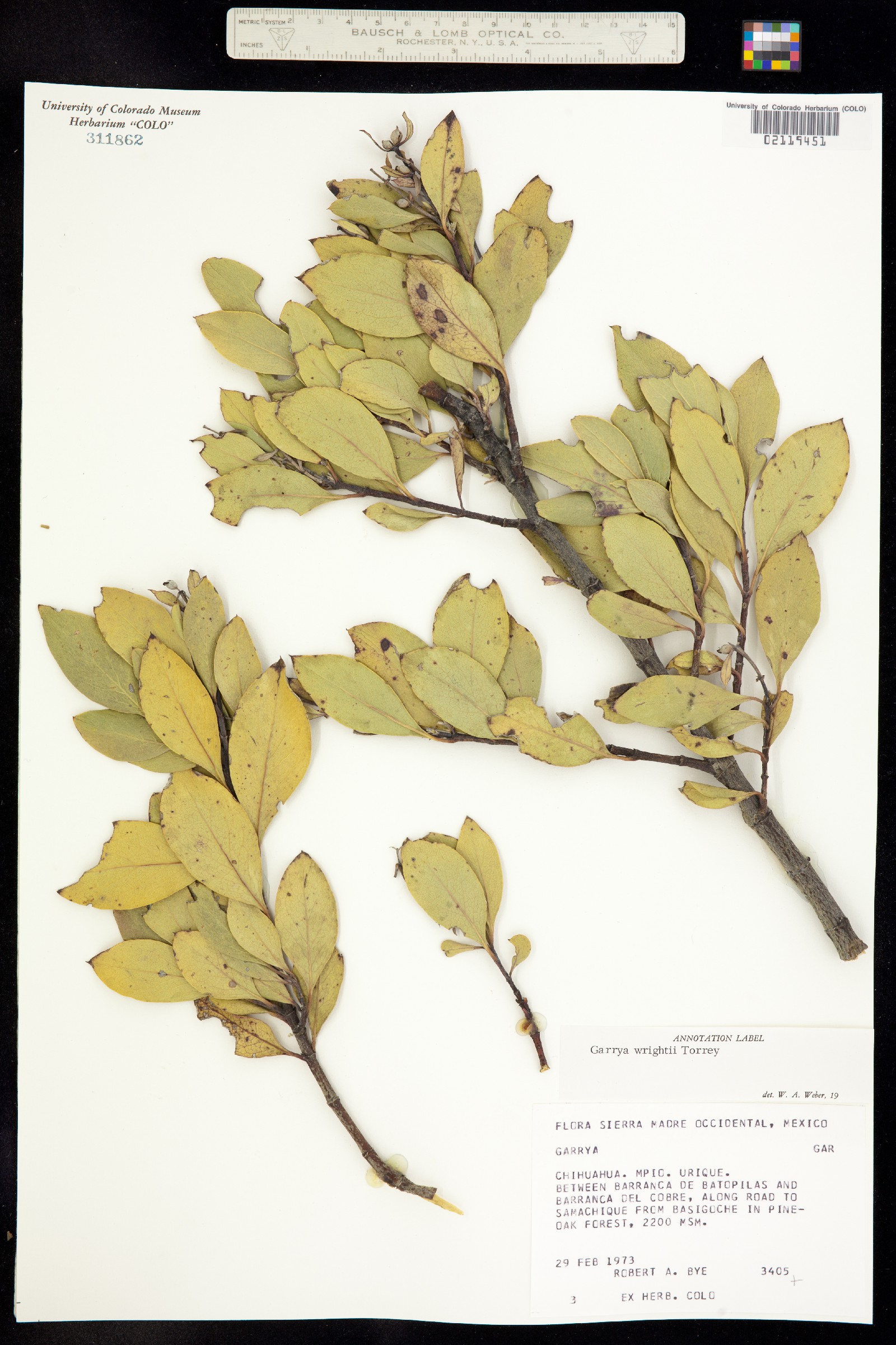 Garrya wrightii image