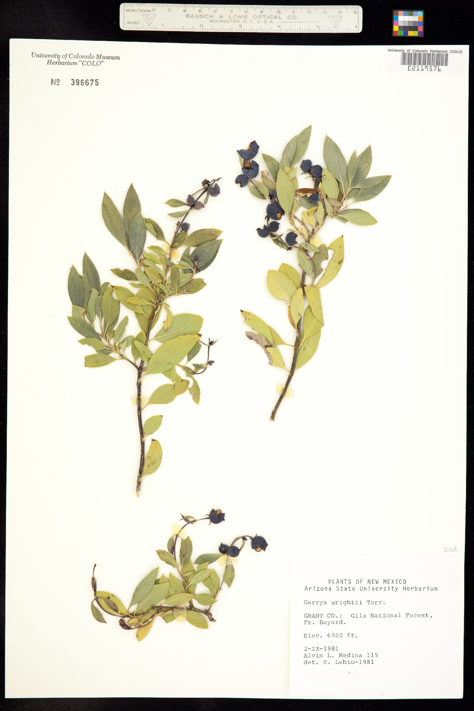 Garrya wrightii image