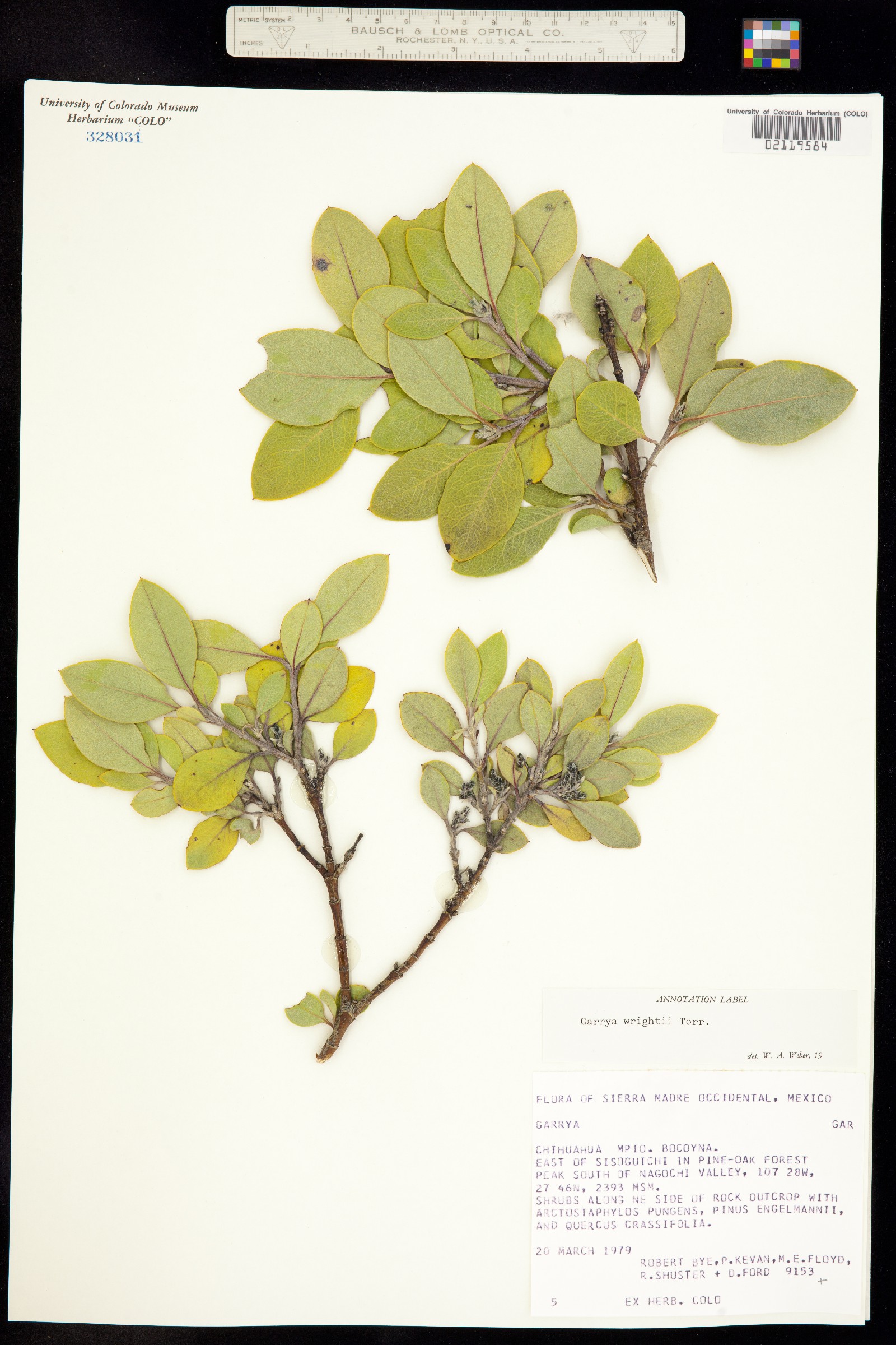 Garrya wrightii image
