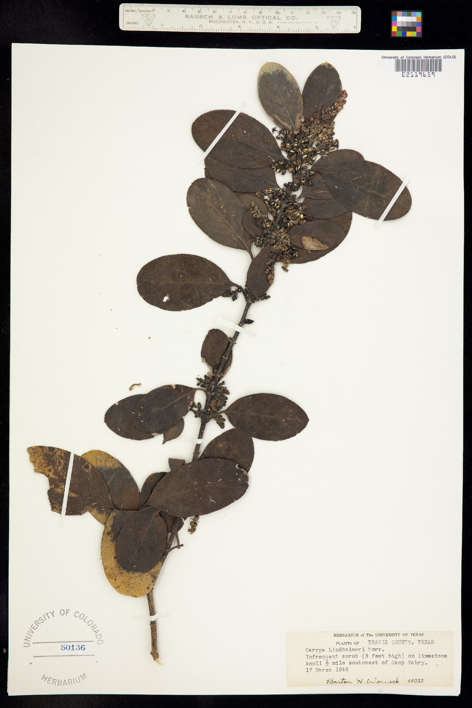 Garrya ovata ssp. lindheimeri image