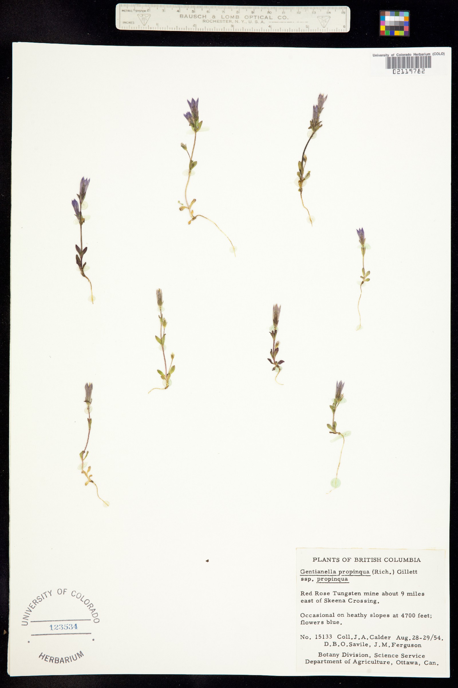 Gentianella propinqua image