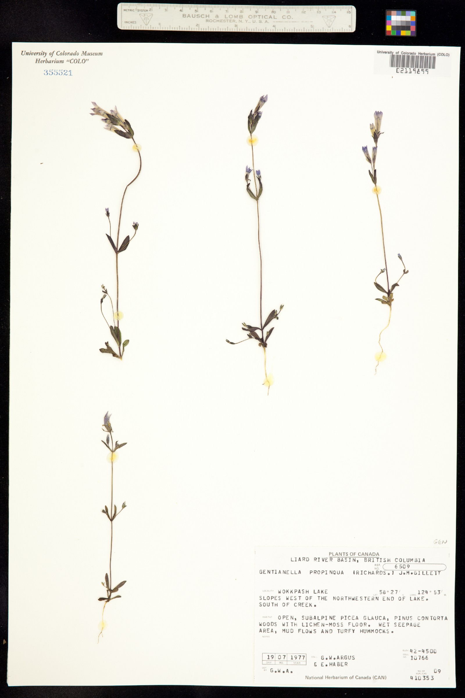 Gentianella propinqua subsp. propinqua image