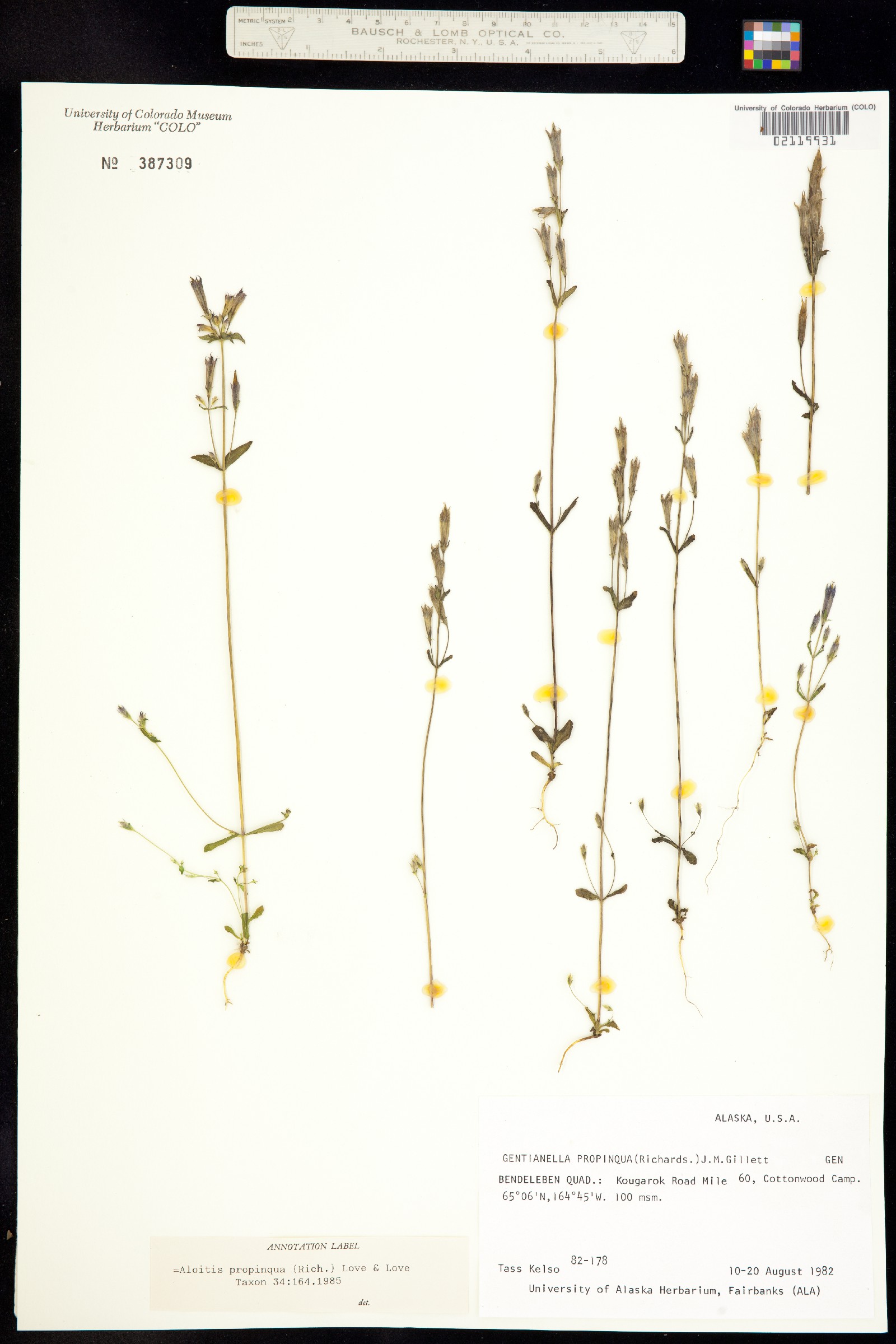 Aloitis propinqua image