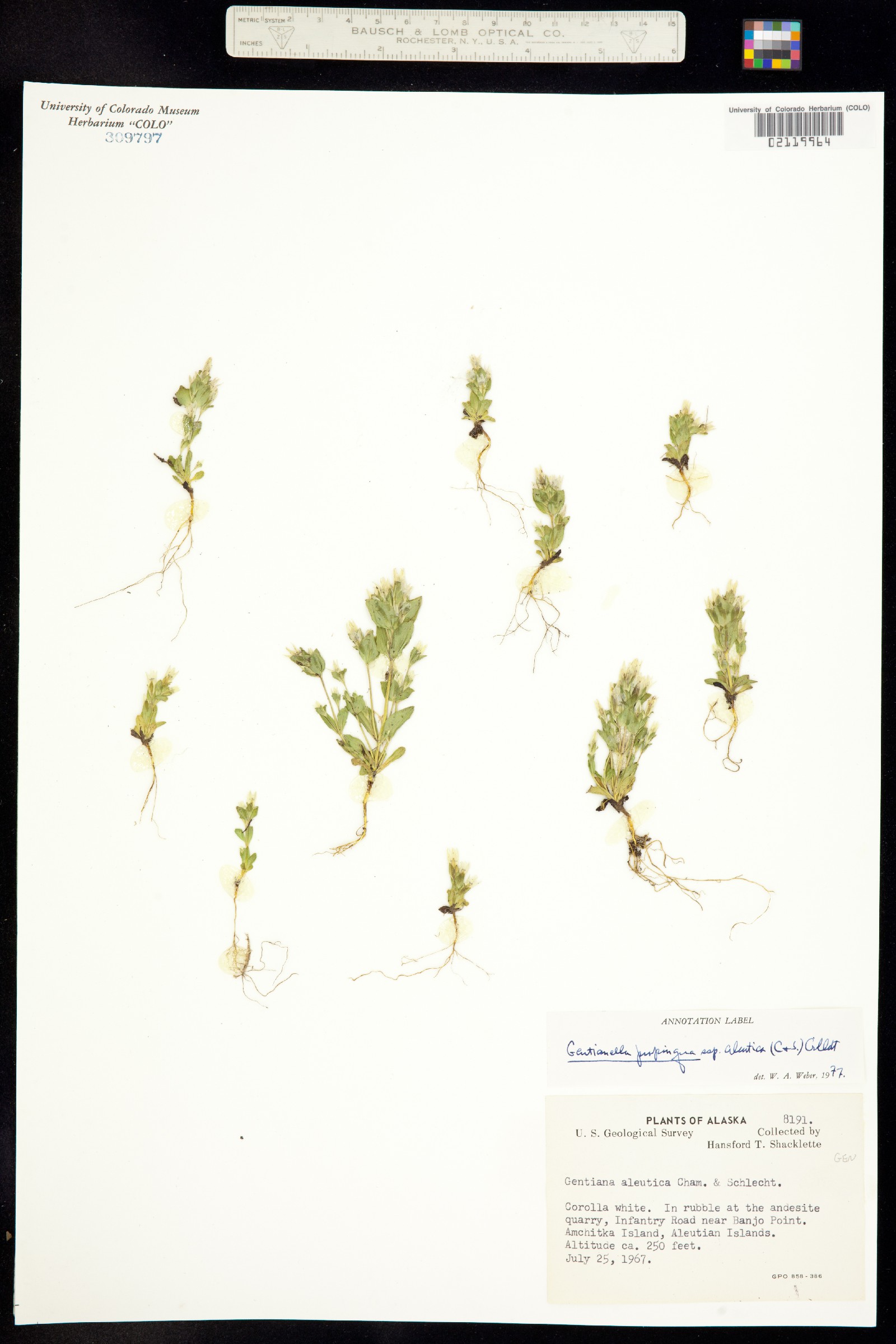 Aloitis propinqua image