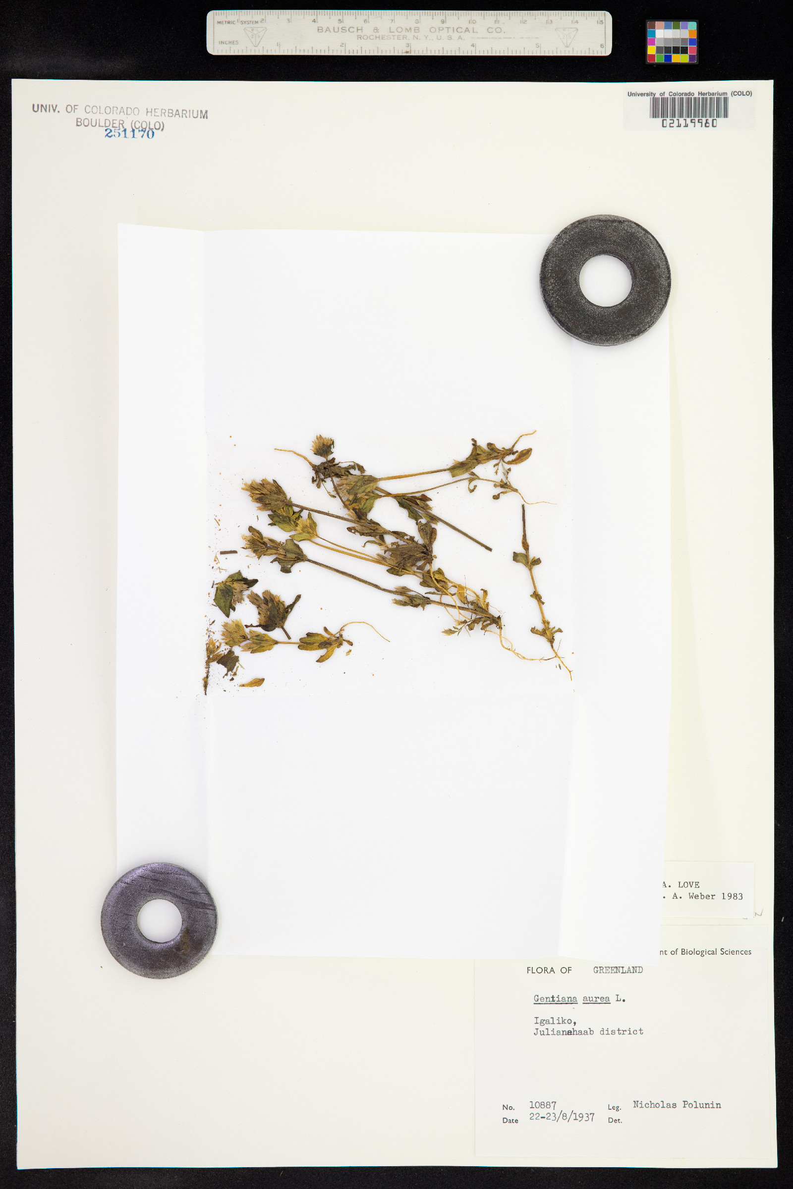 Gentianella aurea image