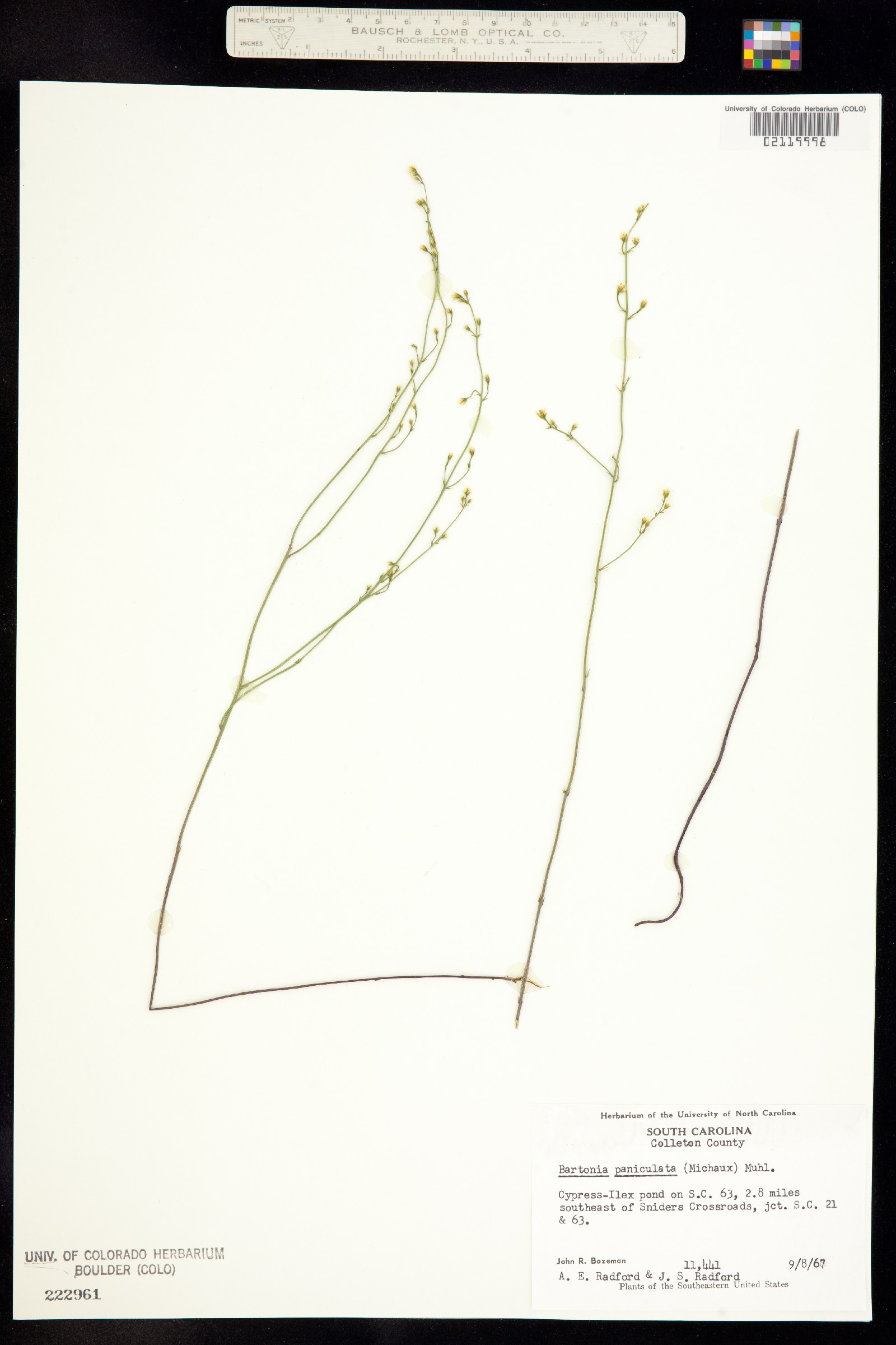 Bartonia paniculata image