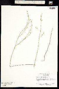 Image of Bartonia paniculata