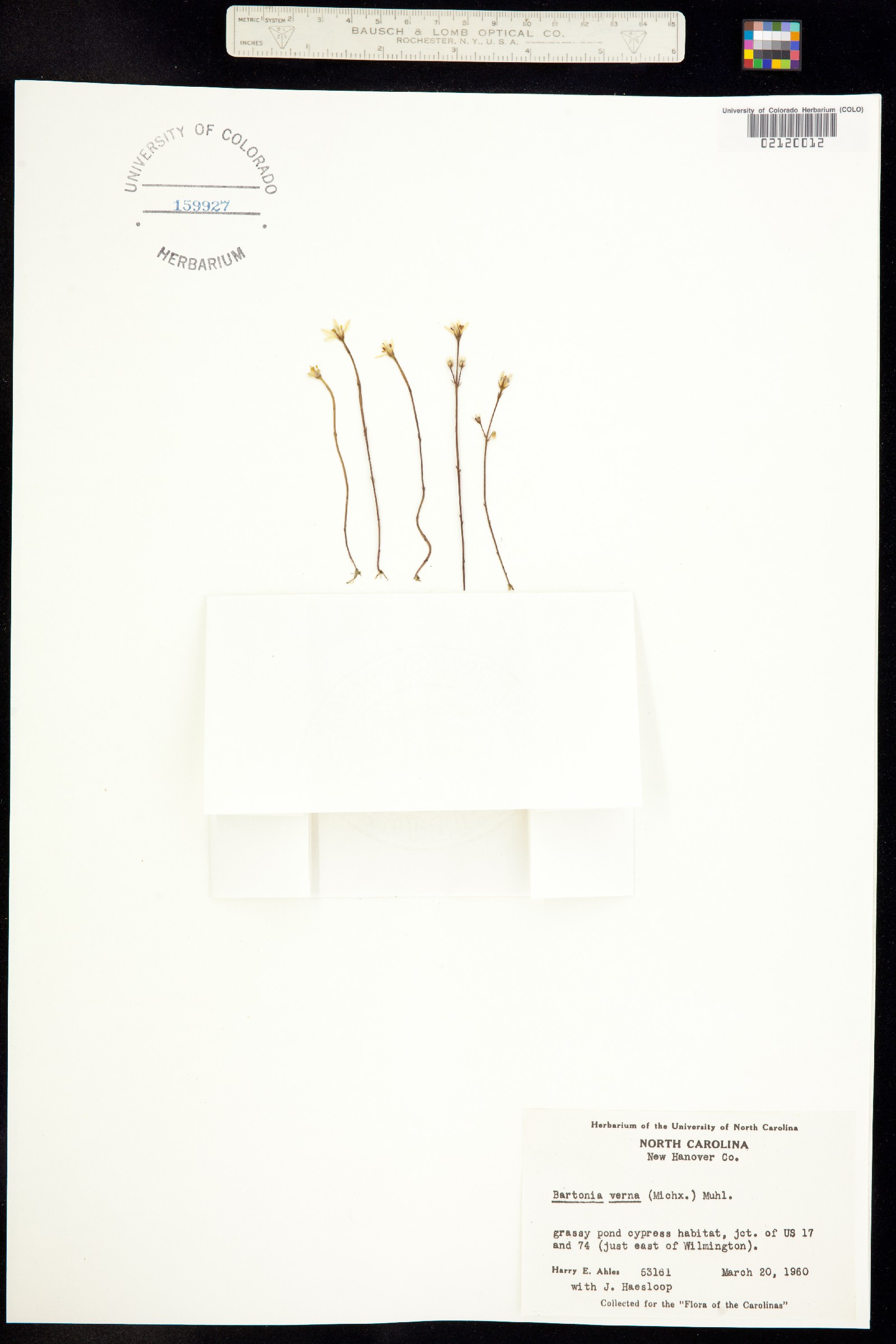 Bartonia verna image