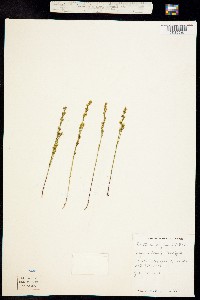 Image of Bartonia virginica
