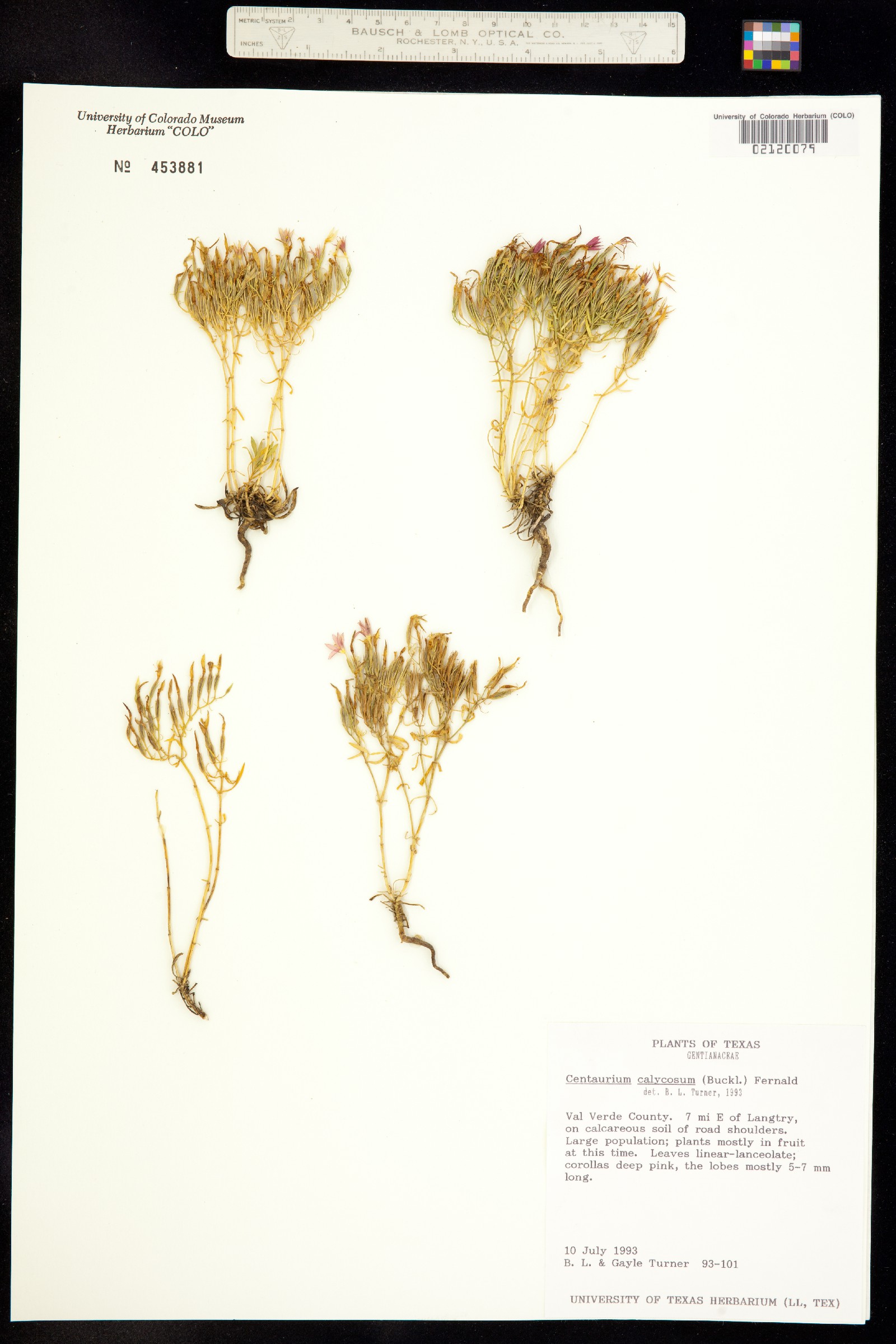 Zeltnera calycosa image