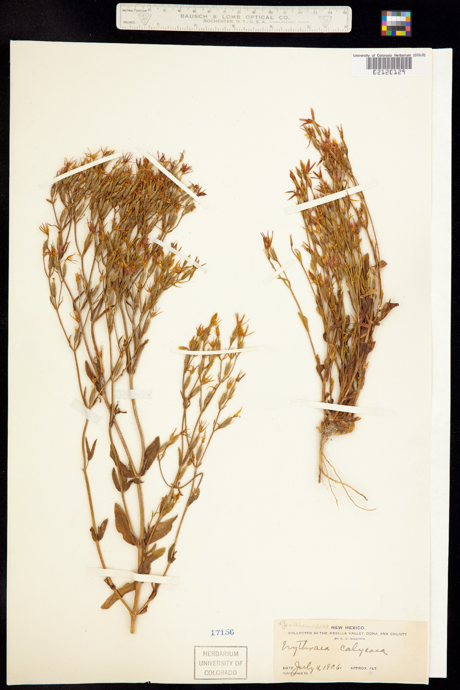 Zeltnera calycosa image