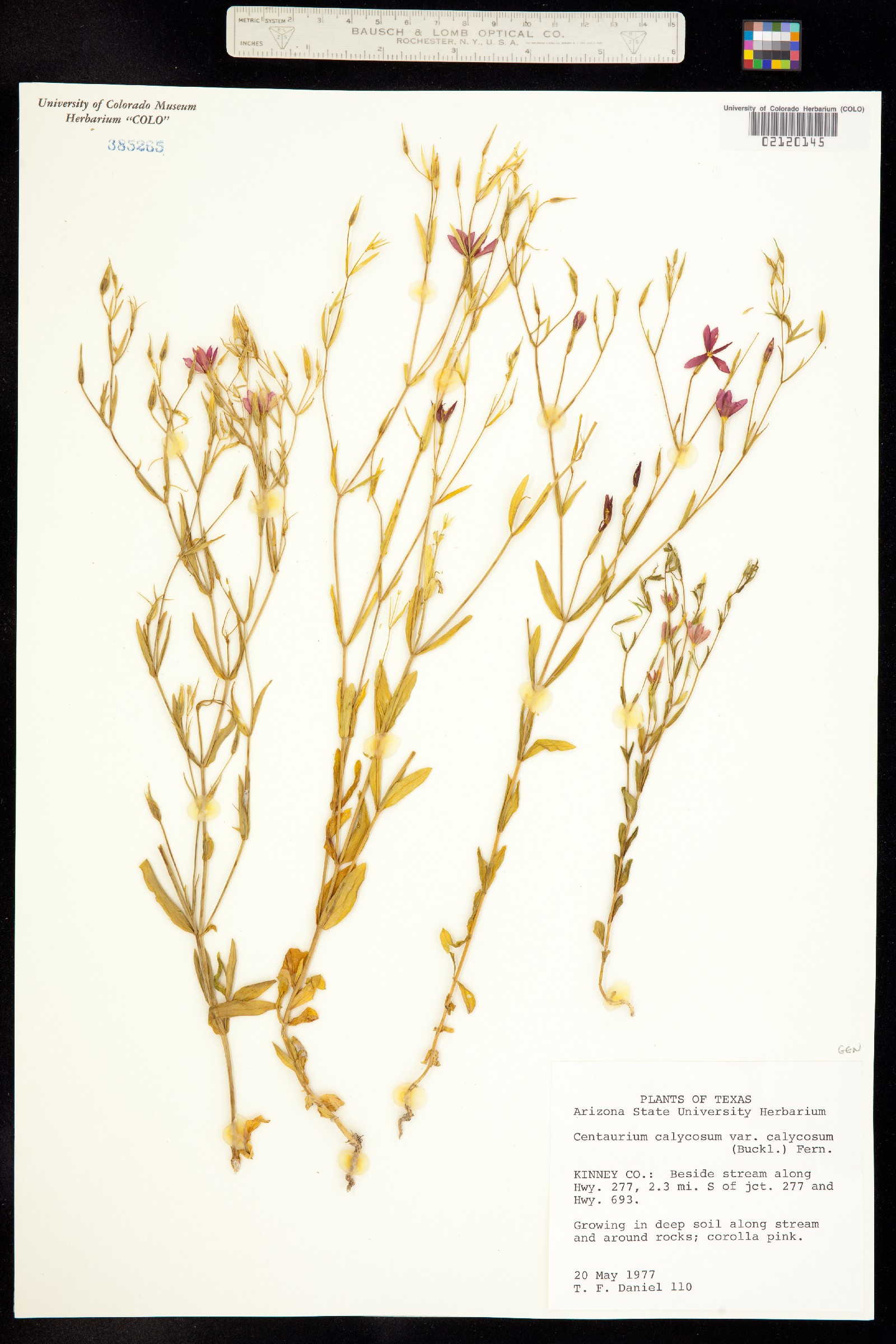 Zeltnera calycosa image