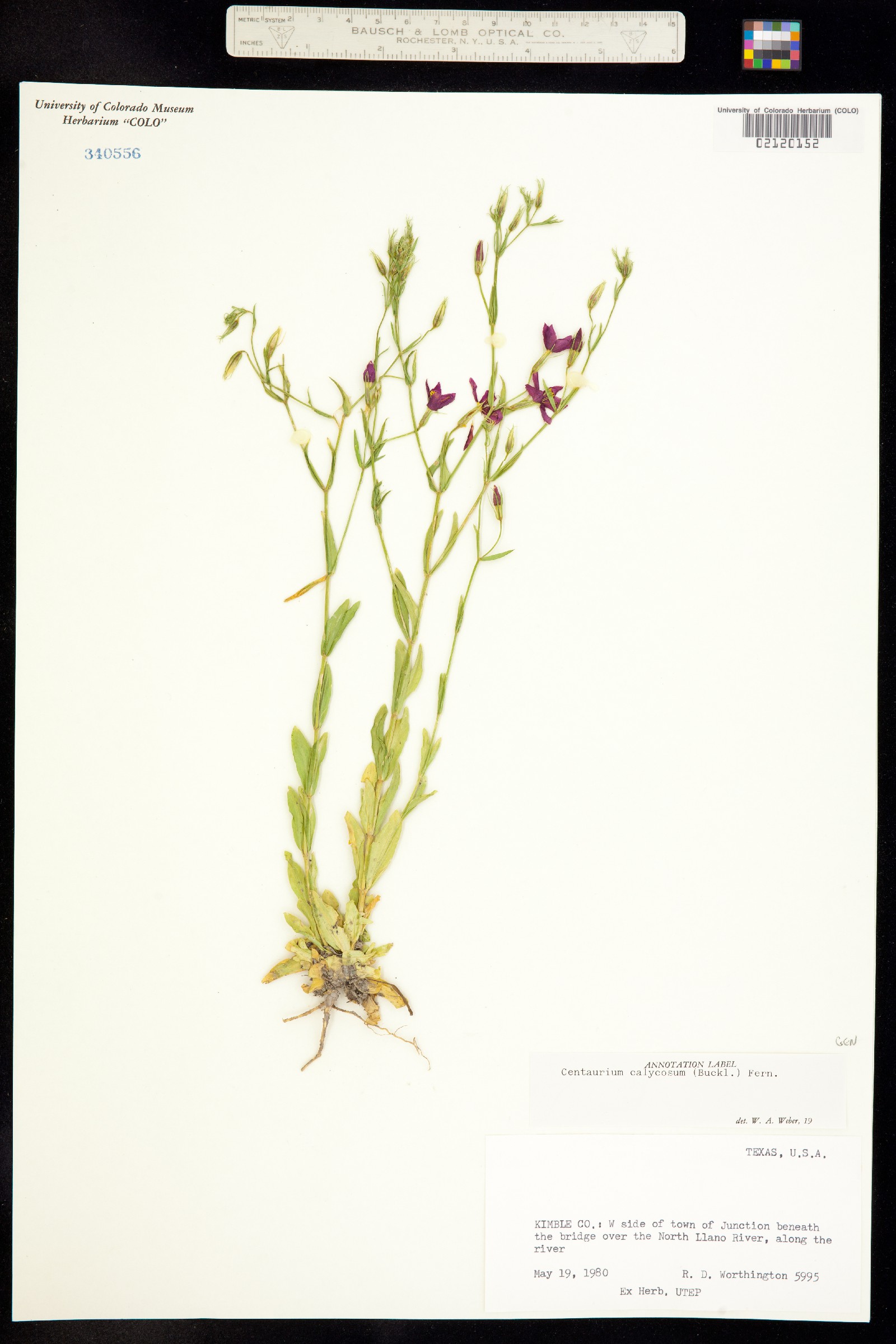 Zeltnera calycosa image