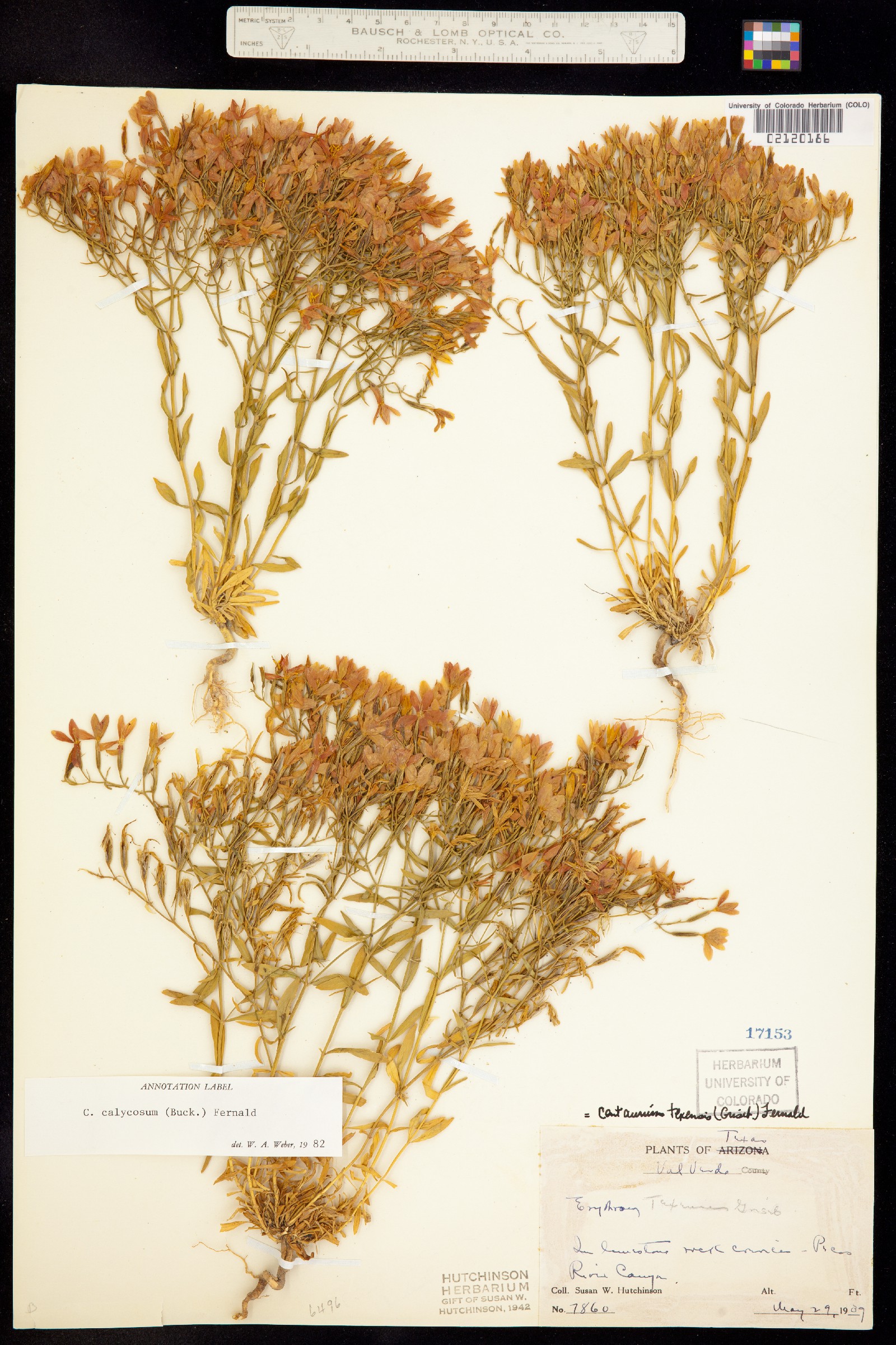 Zeltnera calycosa image