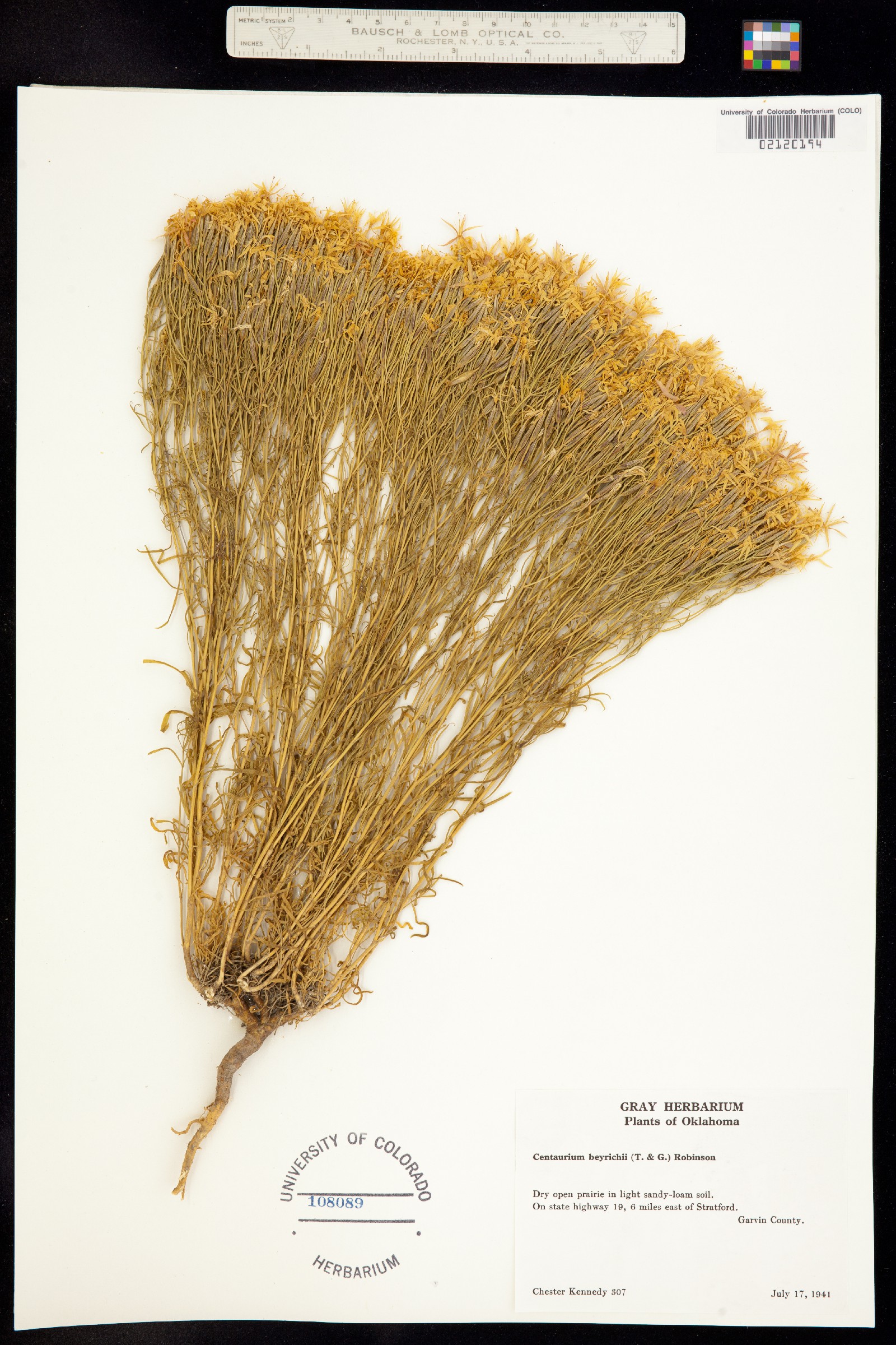 Zeltnera beyrichii image