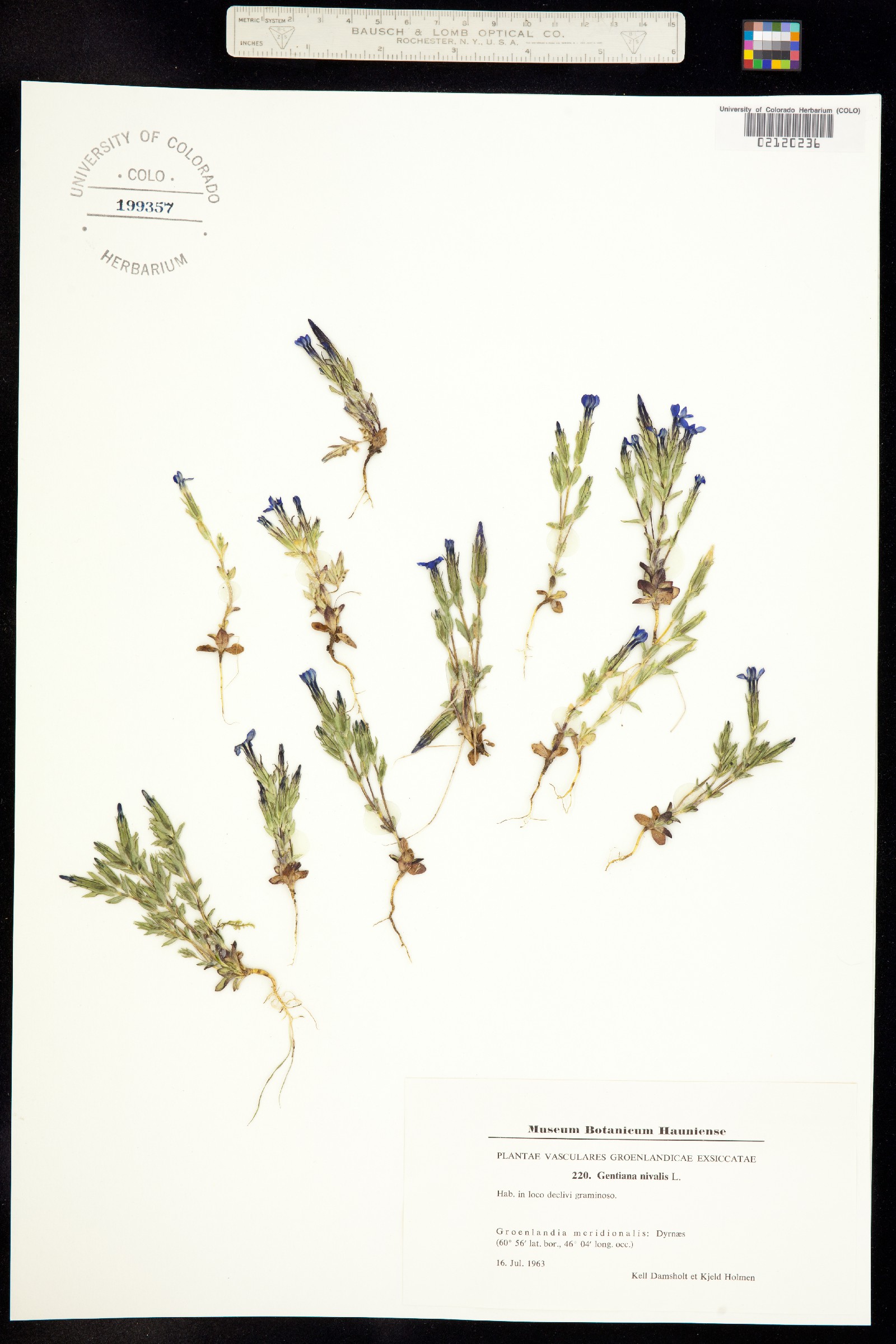Calathiana image