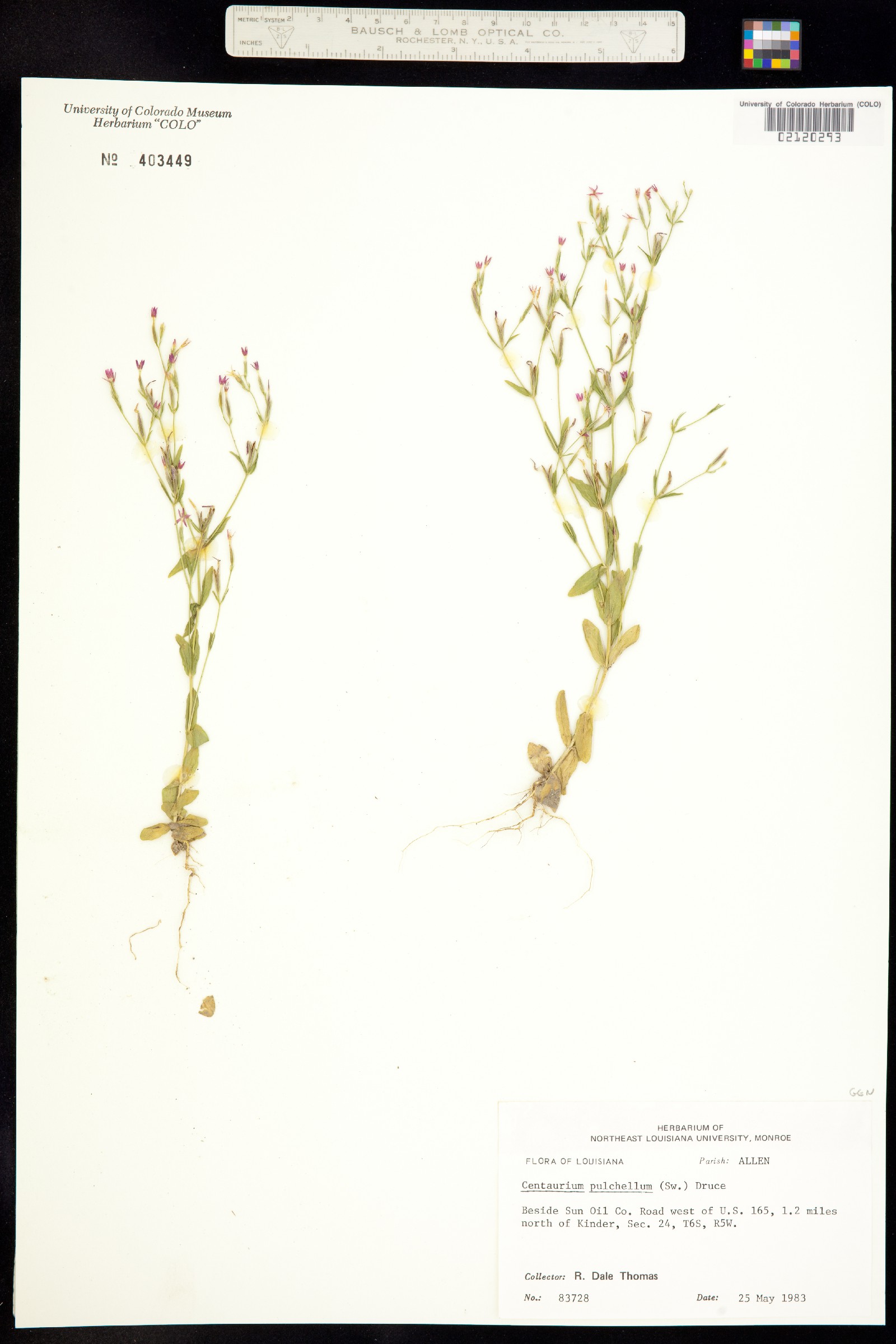 Centaurium pulchellum image