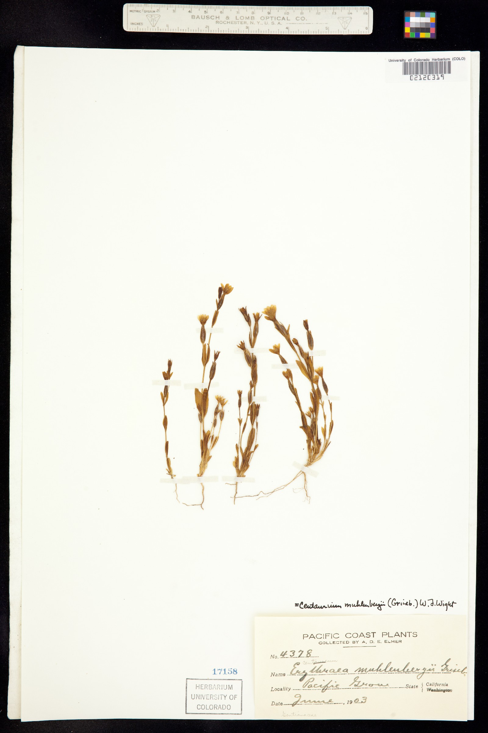 Zeltnera muehlenbergii image