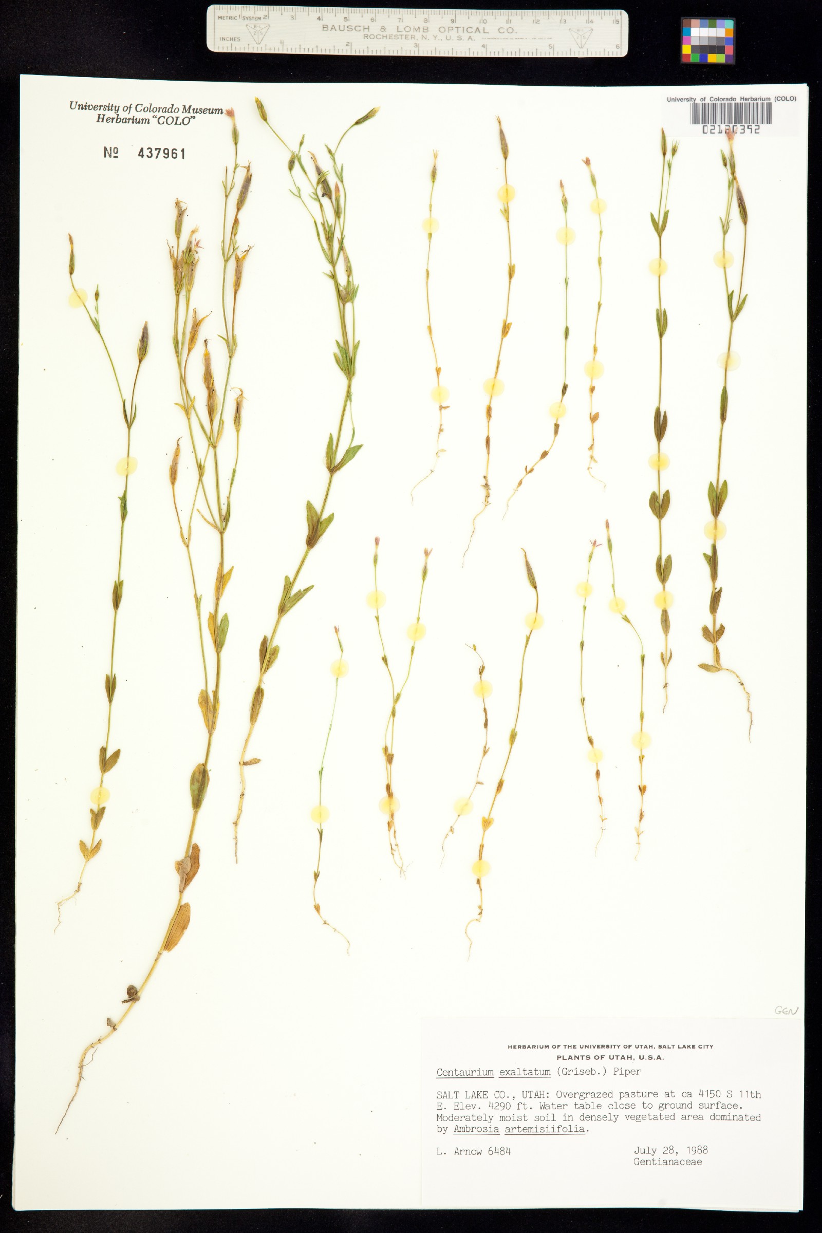 Zeltnera image