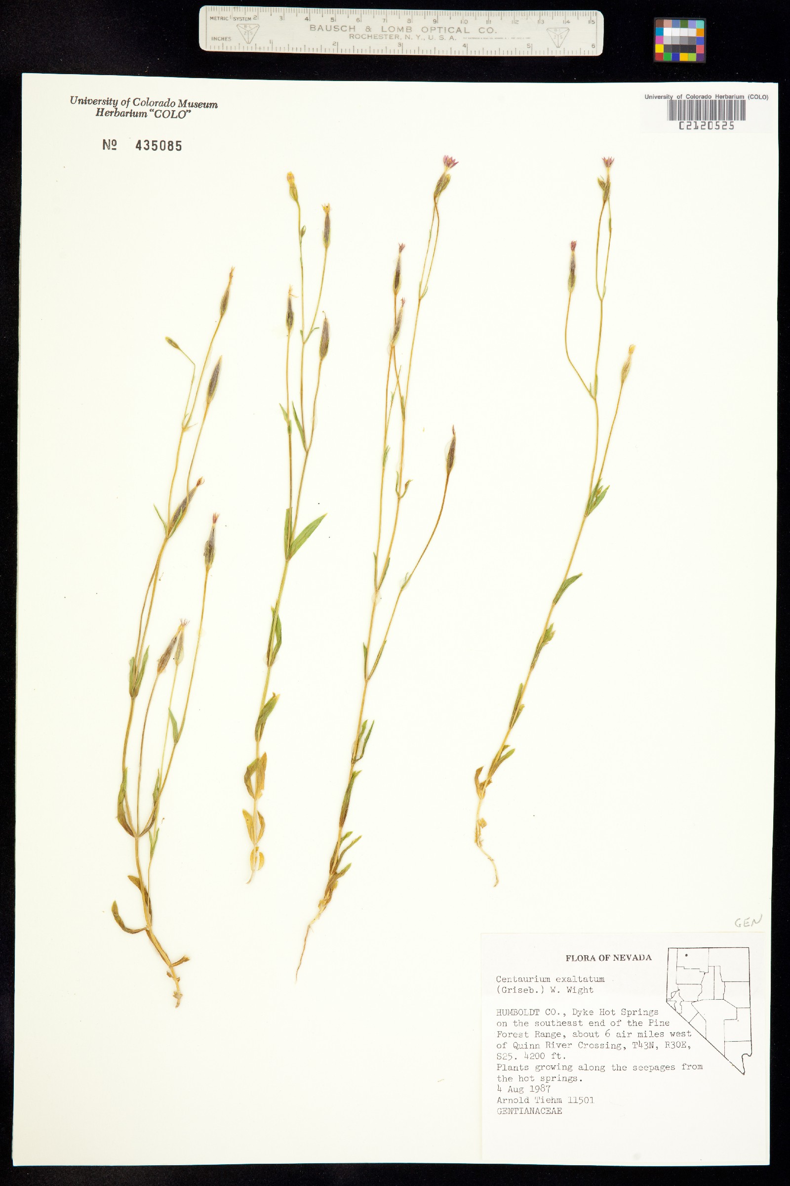 Zeltnera exaltata image