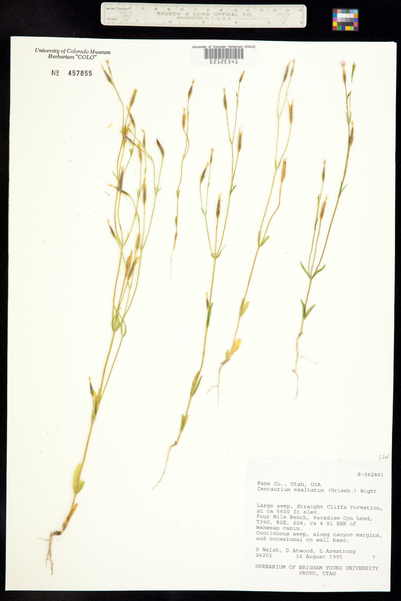 Zeltnera exaltata image