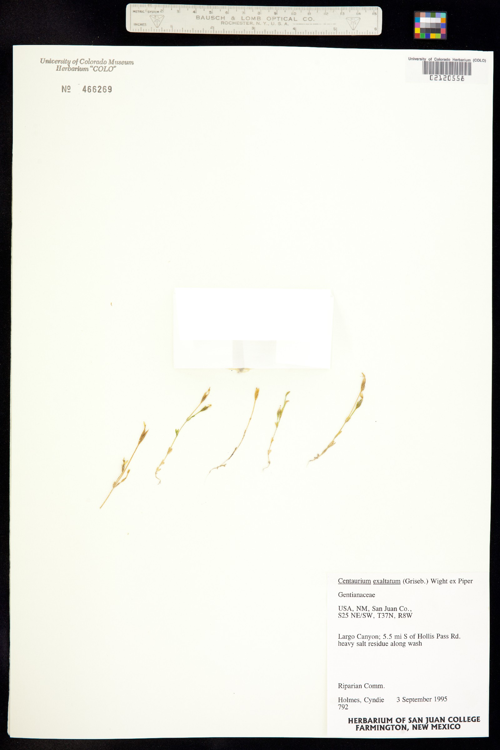 Zeltnera exaltata image