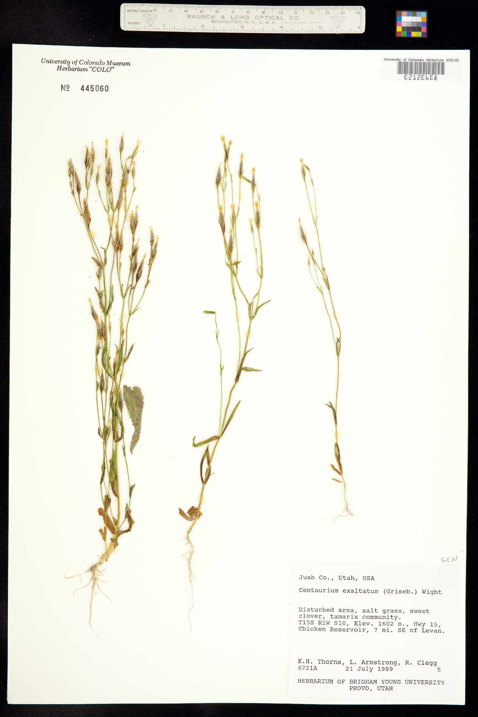 Zeltnera exaltata image