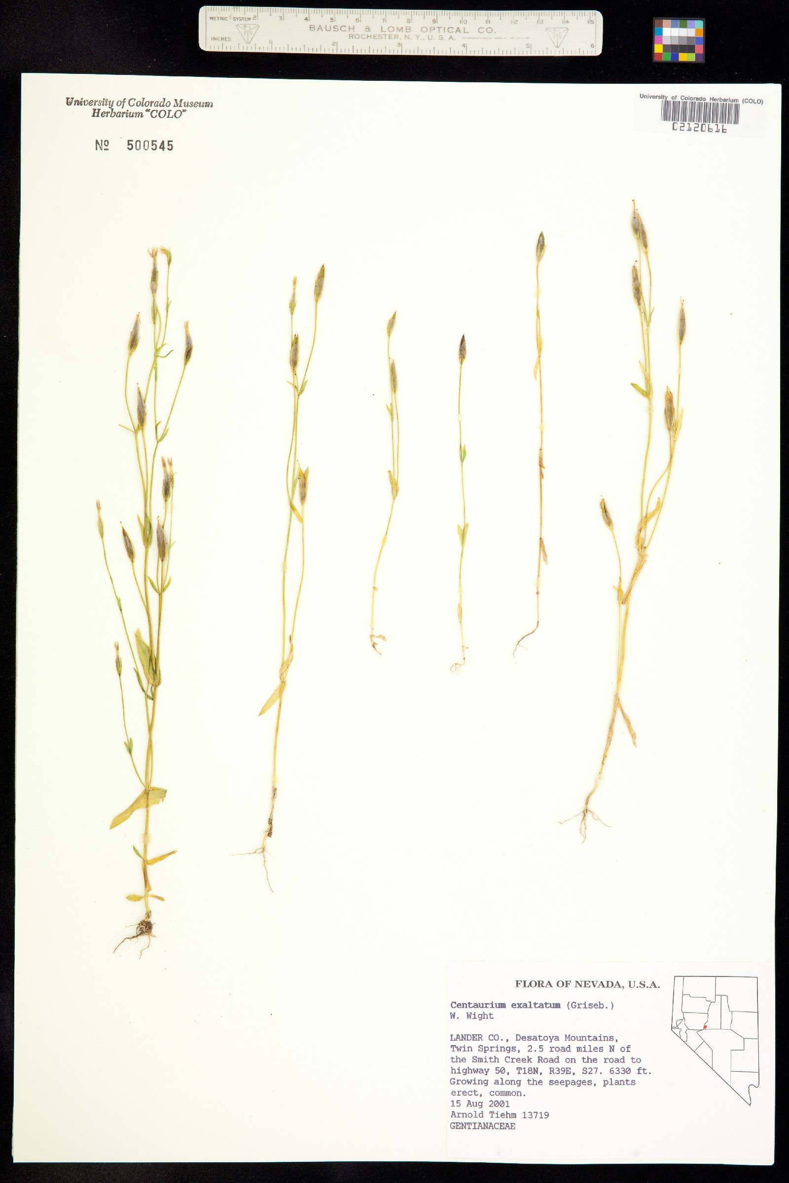 Zeltnera exaltata image