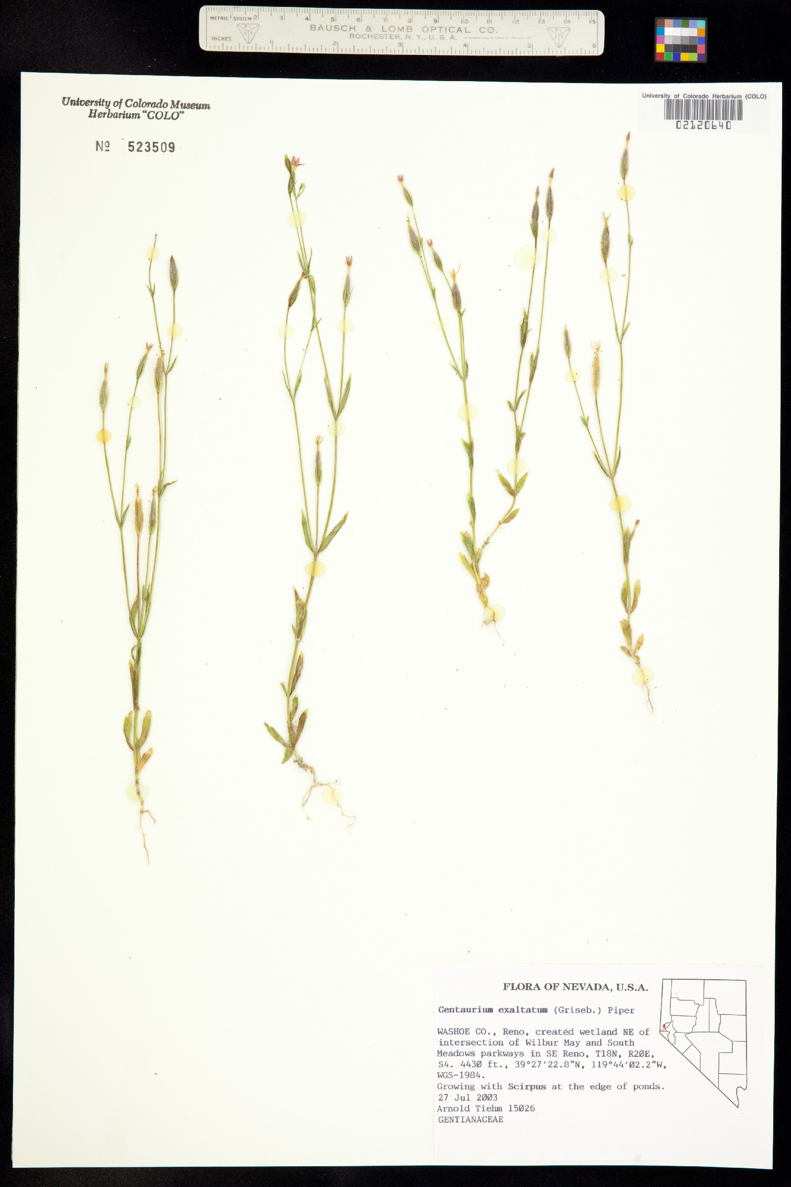 Zeltnera exaltata image