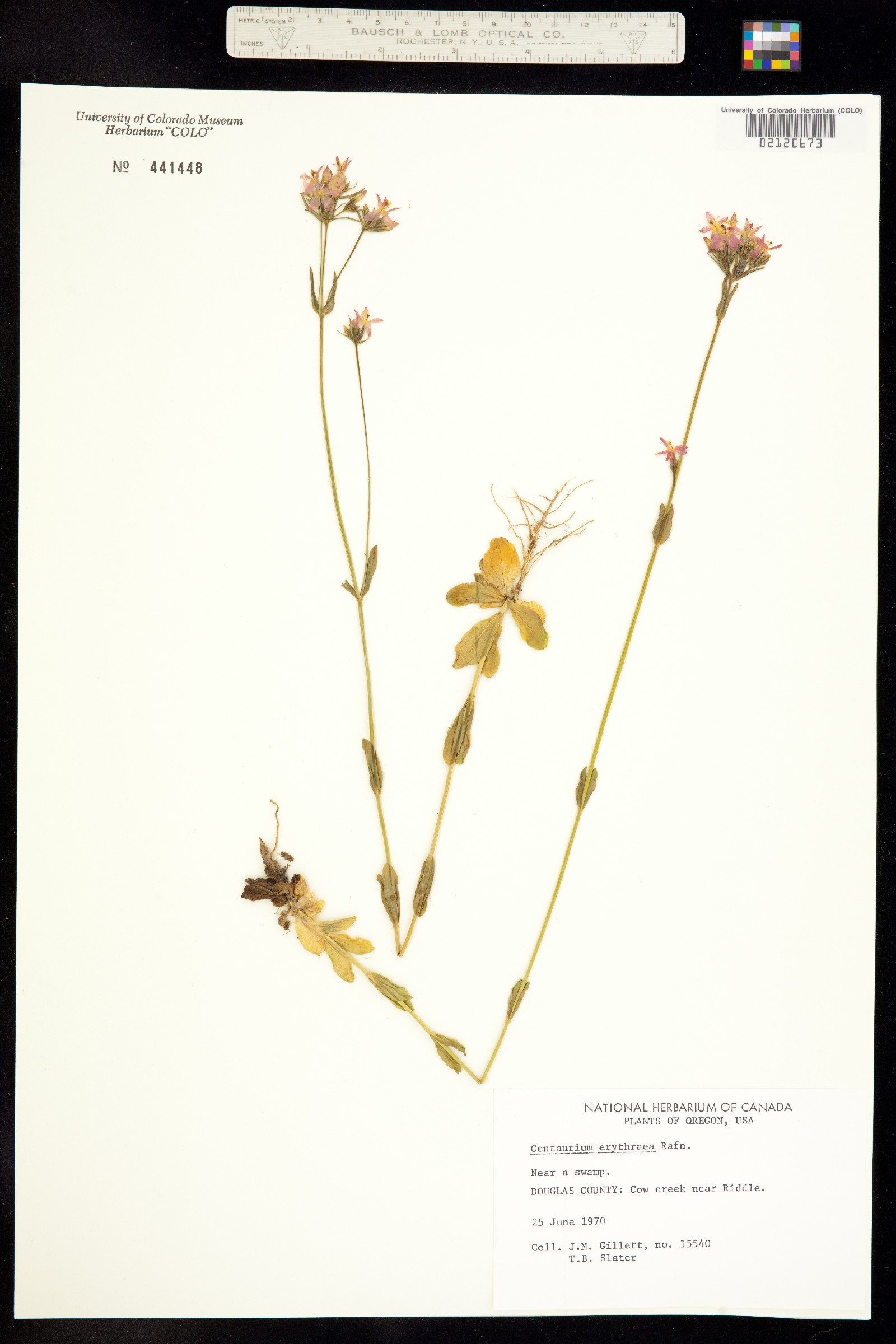 Centaurium erythraea image