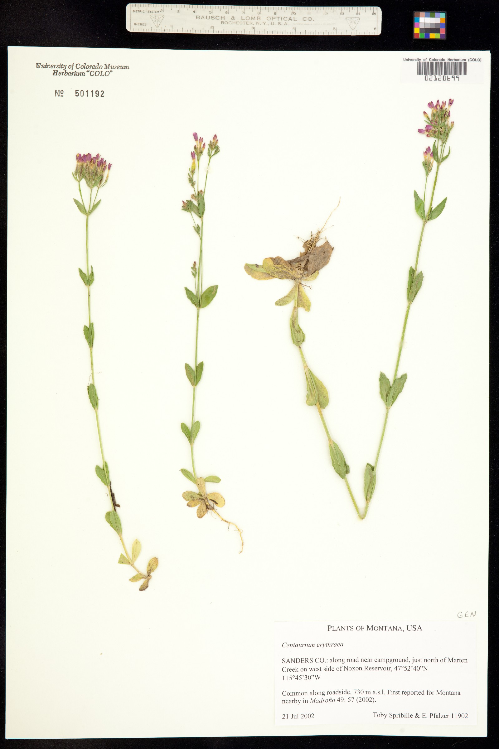 Centaurium erythraea image