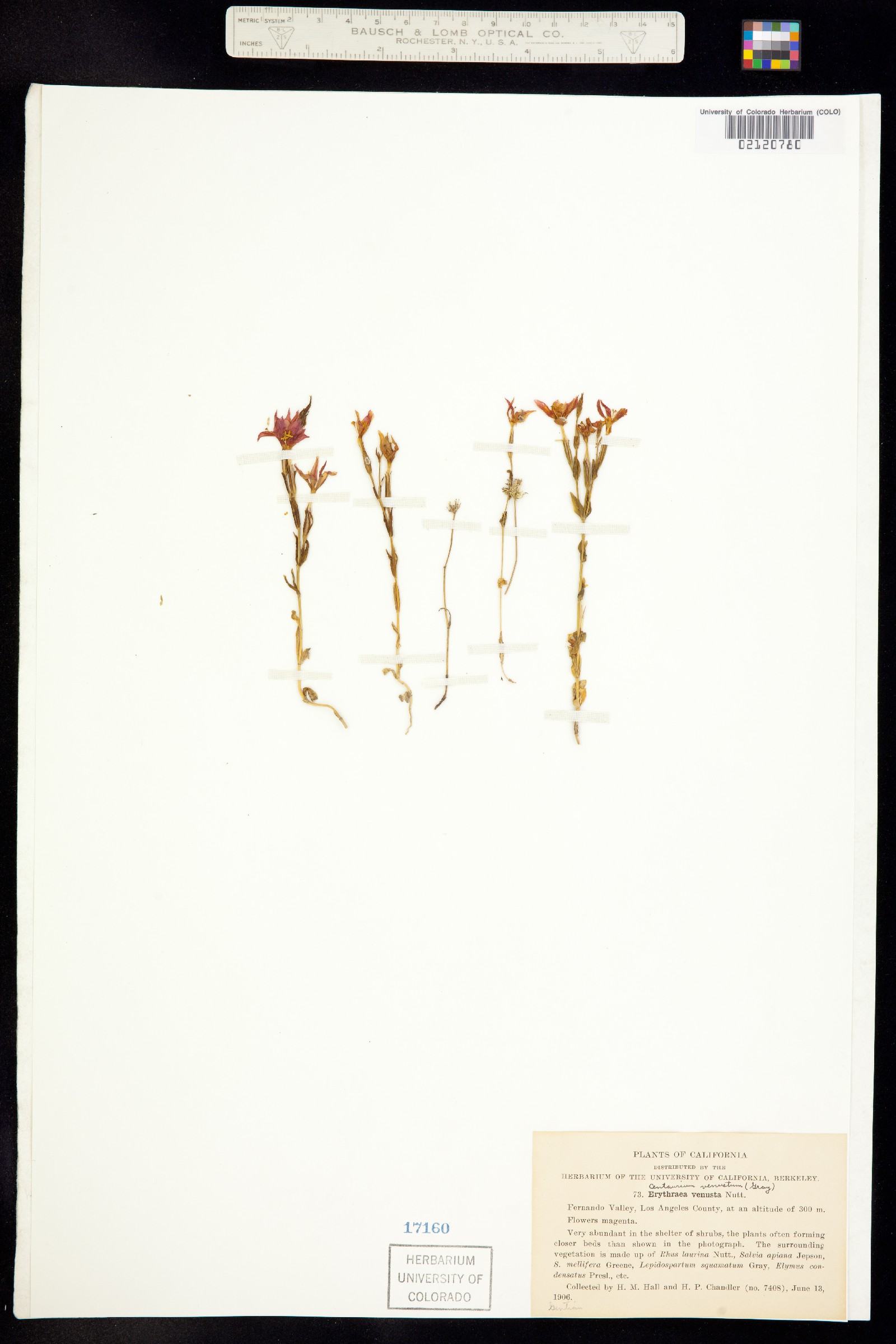 Zeltnera venusta image