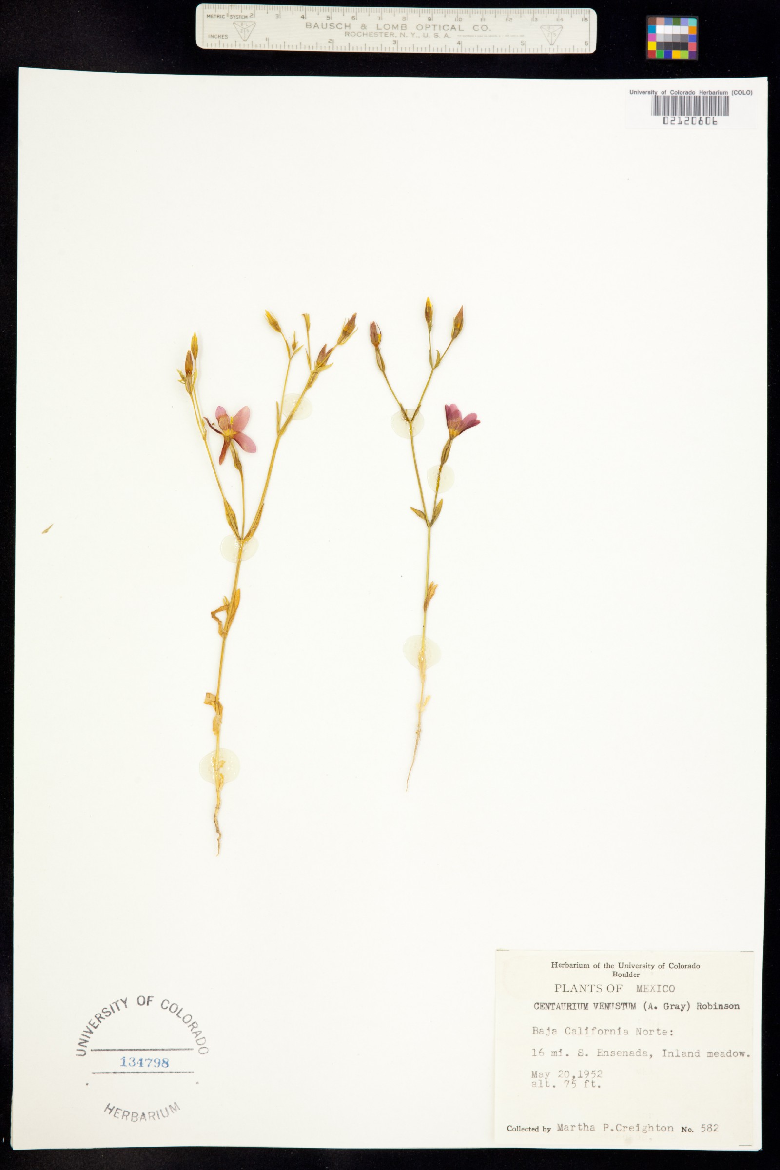 Centaurium image