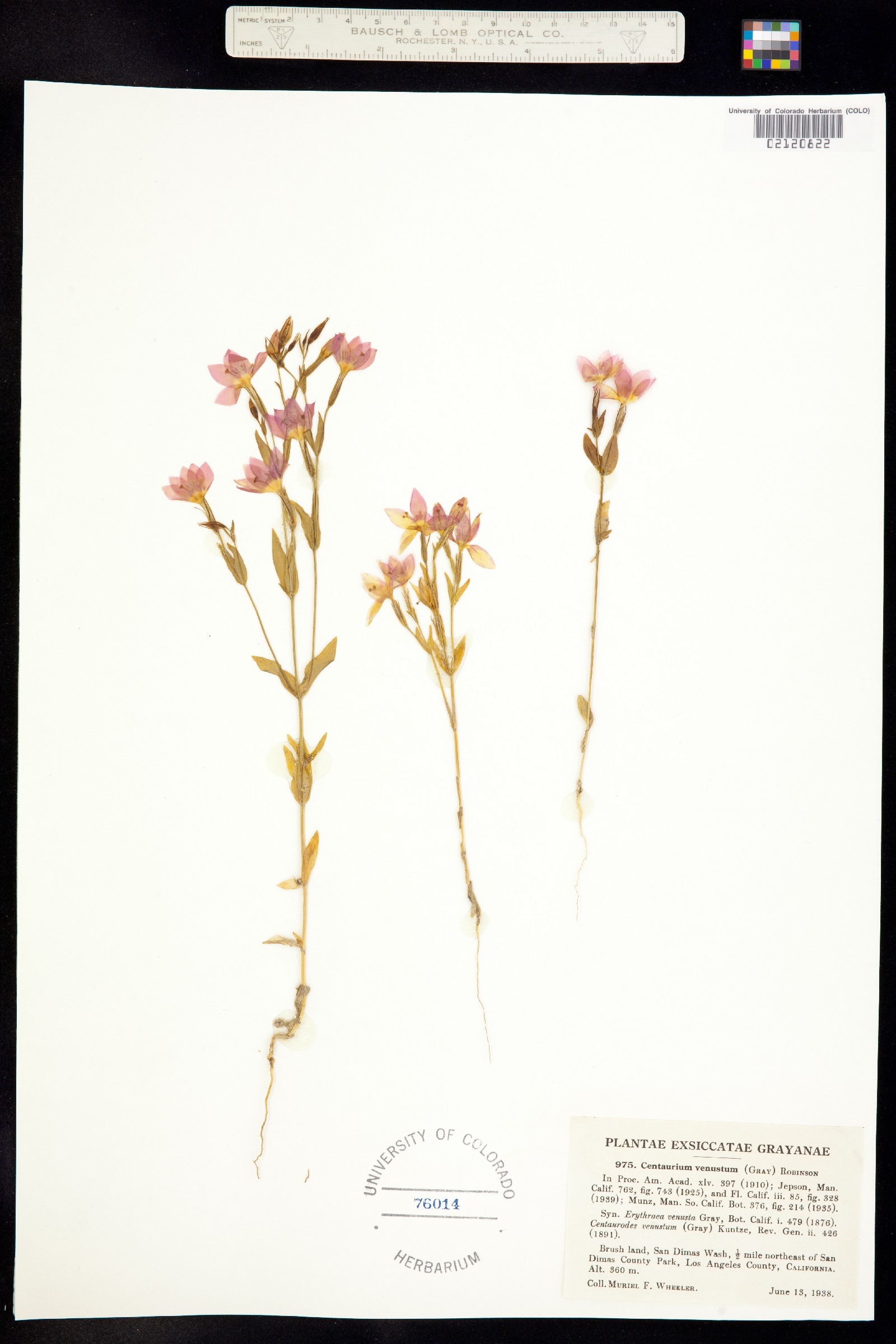 Zeltnera venusta image