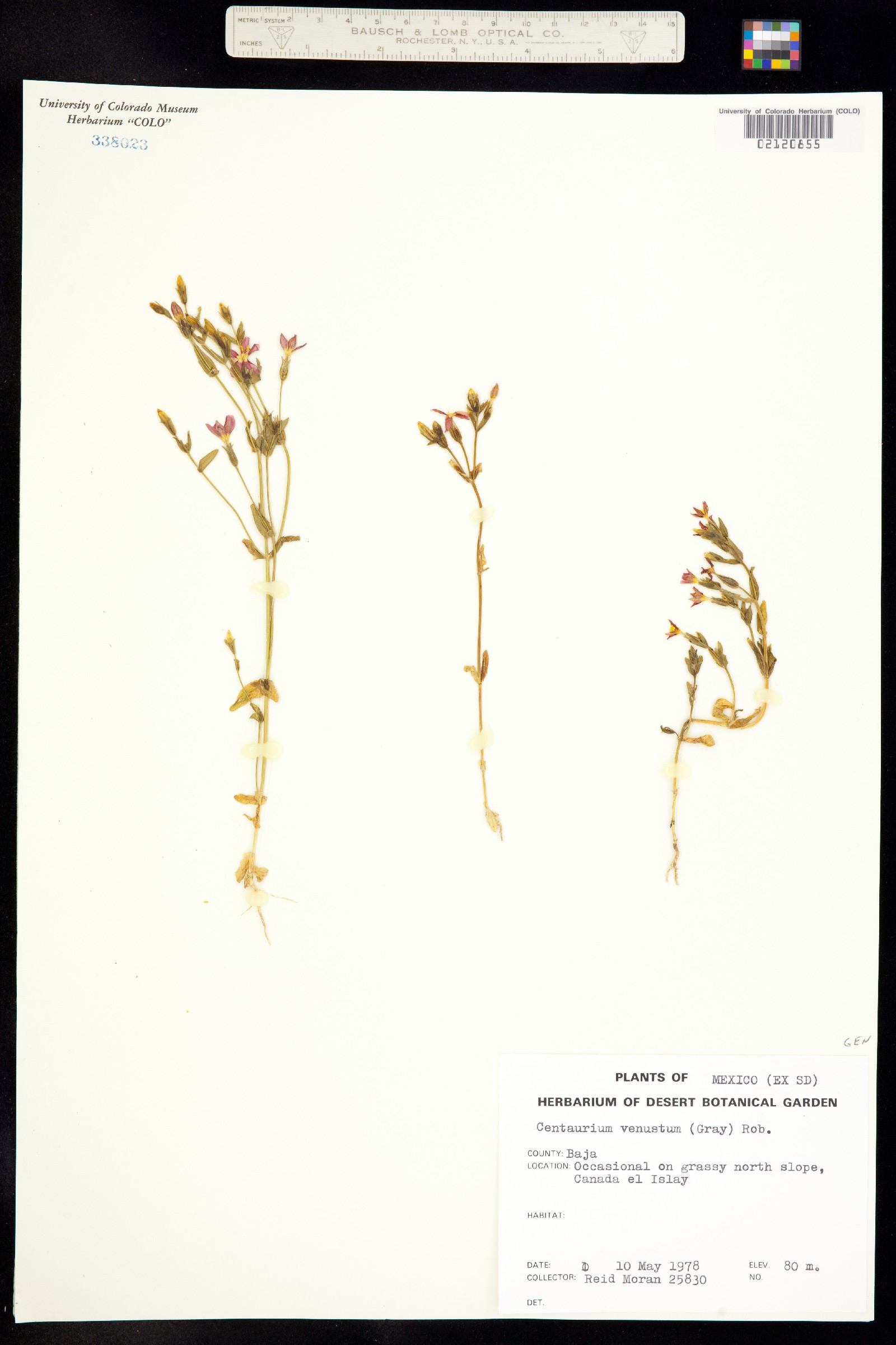 Centaurium image