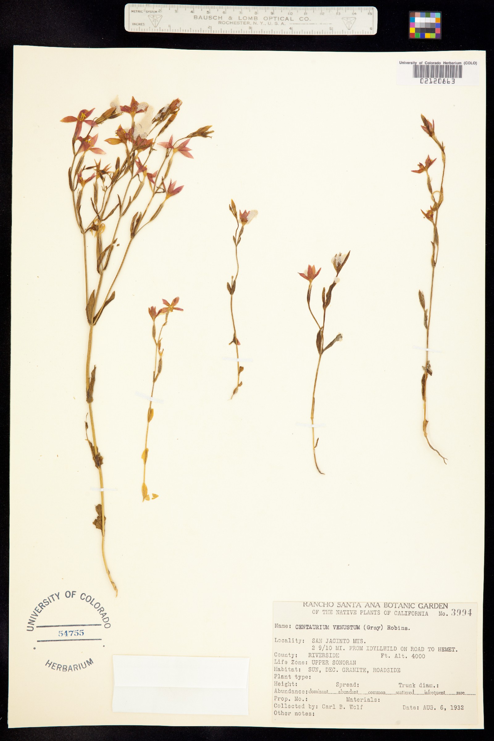 Zeltnera venusta image