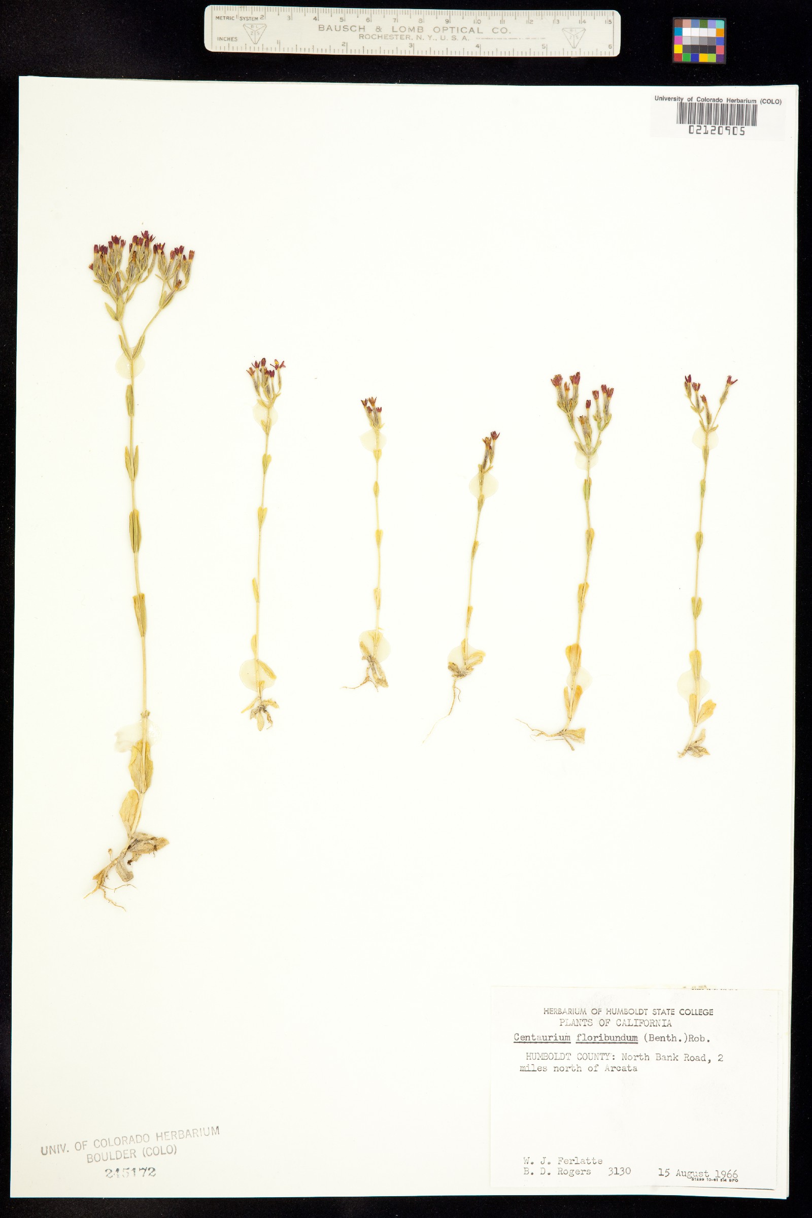 Zeltnera muehlenbergii image